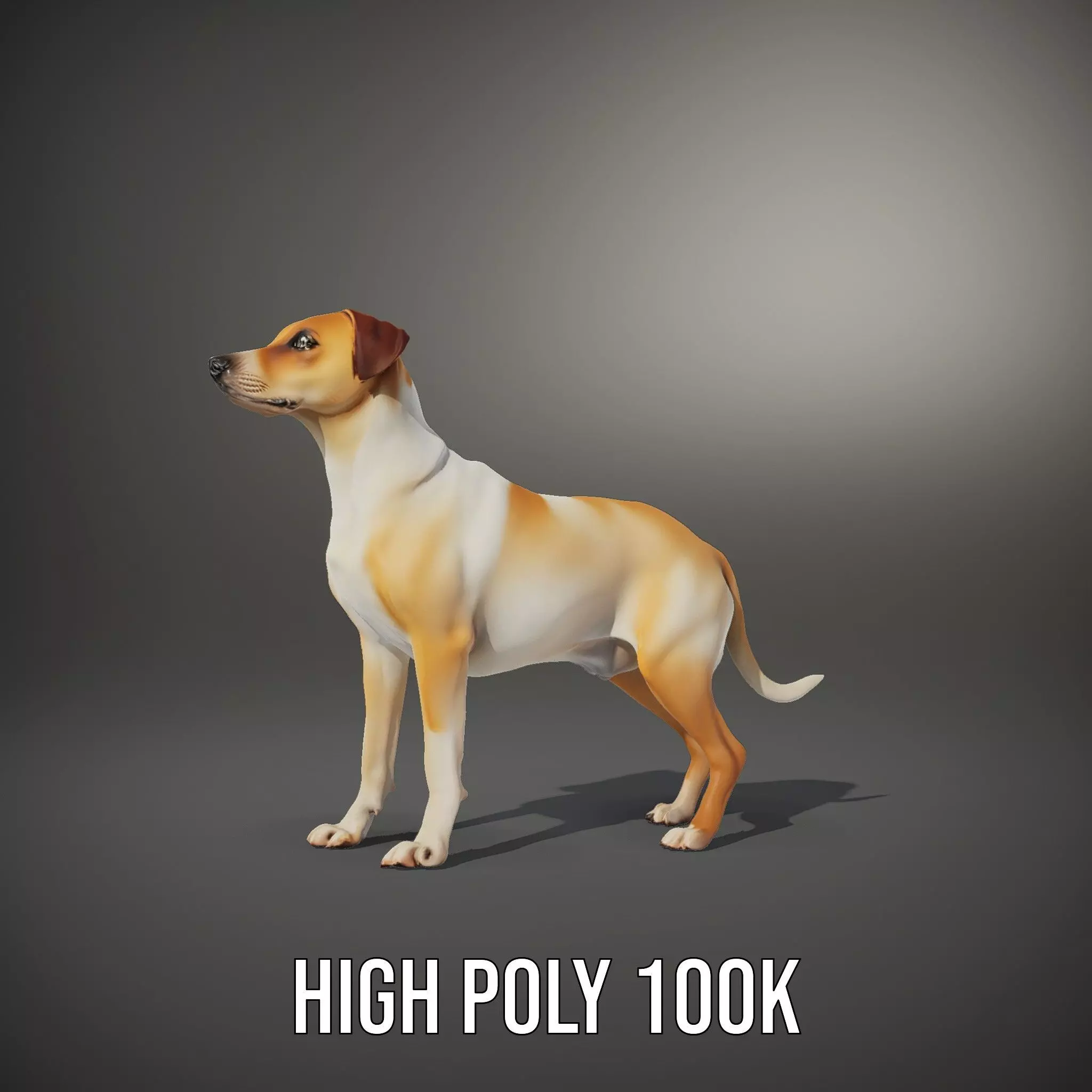 Jack Russell Terrier model pack Low-poly 3D model_11