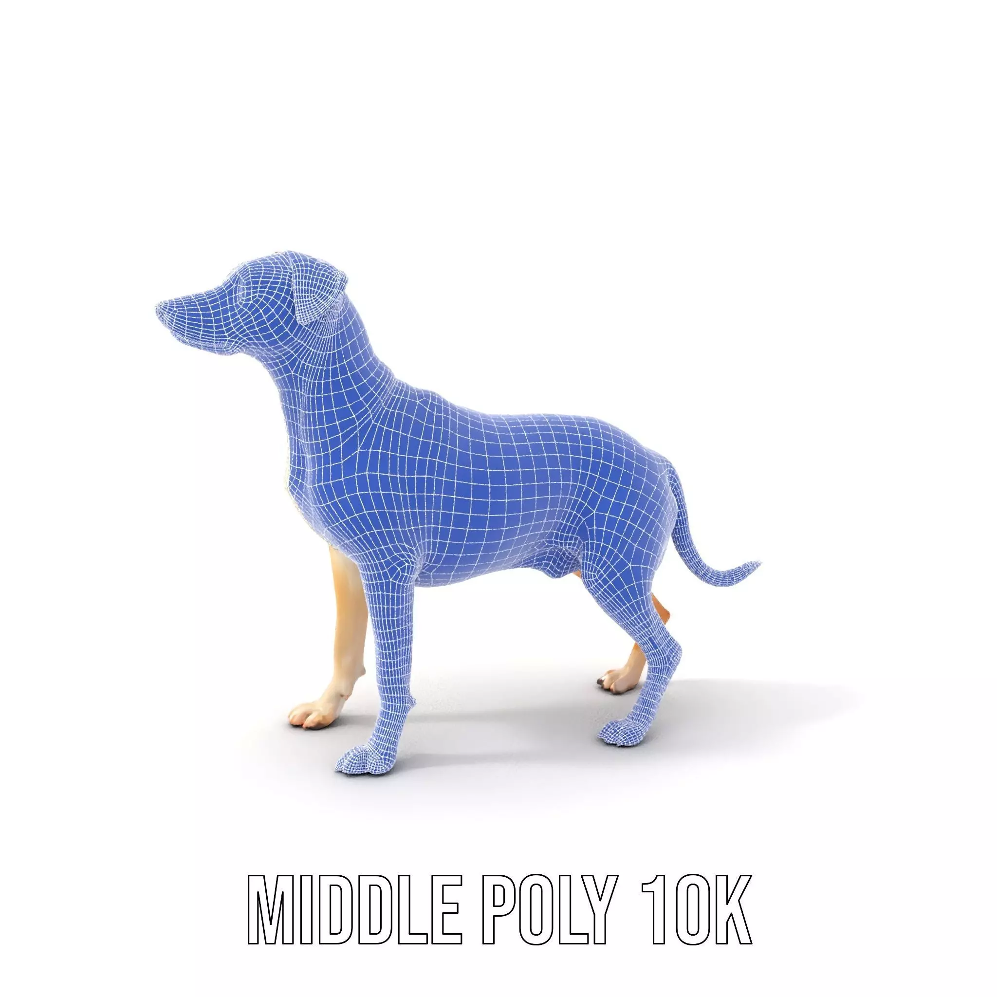 Jack Russell Terrier model pack Low-poly 3D model_19