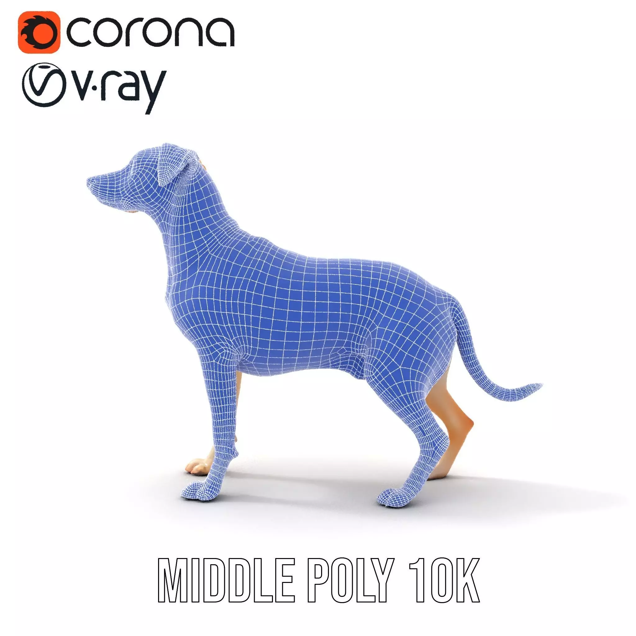 Jack Russell Terrier model pack Low-poly 3D model_30