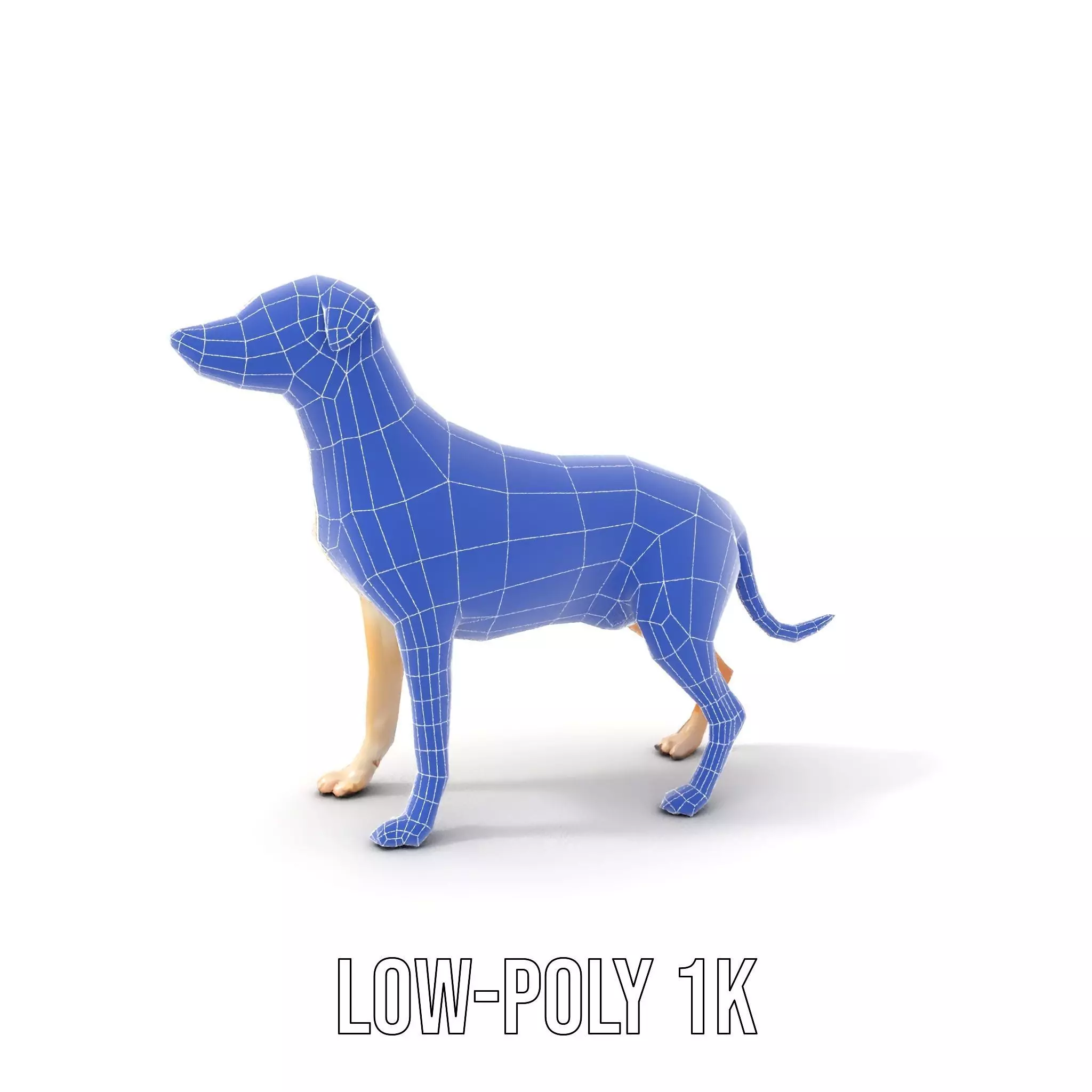 Jack Russell Terrier model pack Low-poly 3D model_23