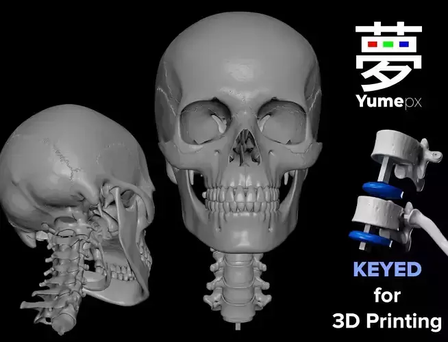 Cranium - Skull - C-Spine