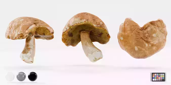 Boletus edulis - Mushroom photoscan Low-poly 3D model