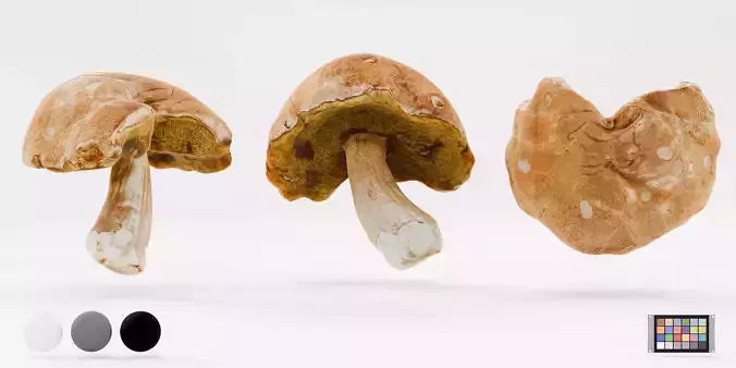 Boletus edulis - Mushroom photoscan Low-poly 3D model 3