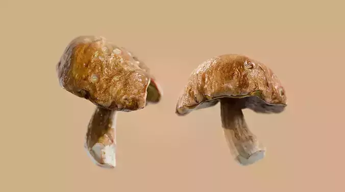Boletus edulis - Mushroom photoscan Low-poly 3D model 4