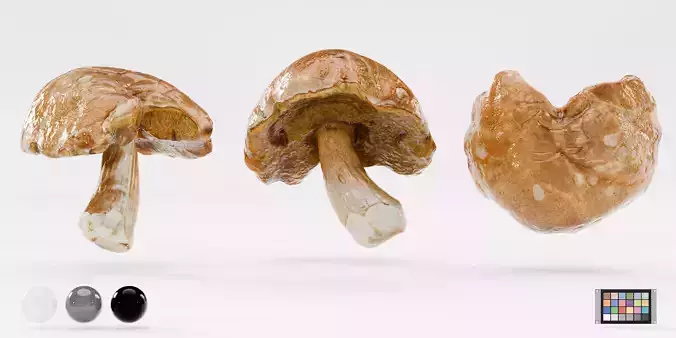 Boletus edulis - Mushroom photoscan Low-poly 3D model 2