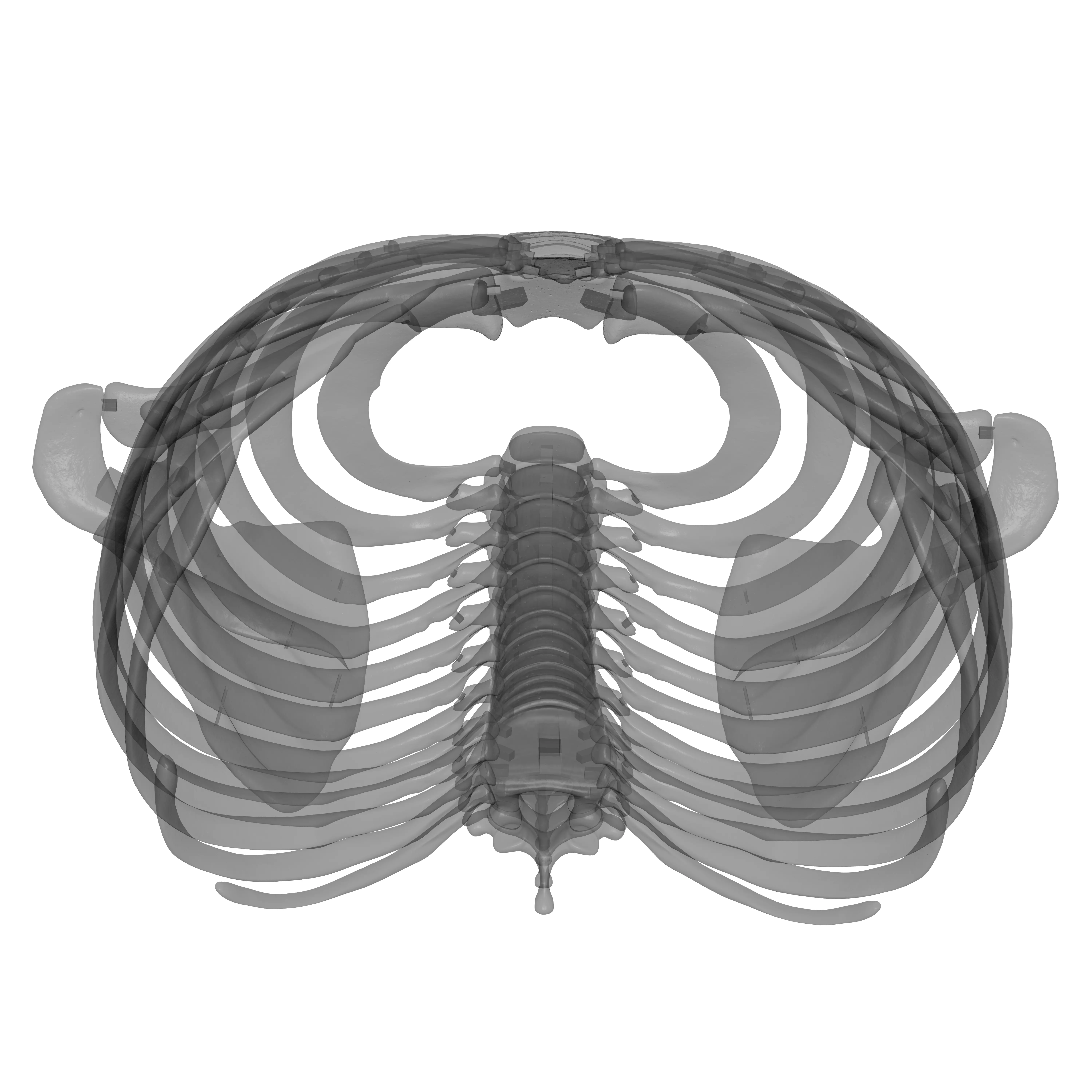 Rib Cage - TSpine - Scapula - Clavicle 3D print model_19