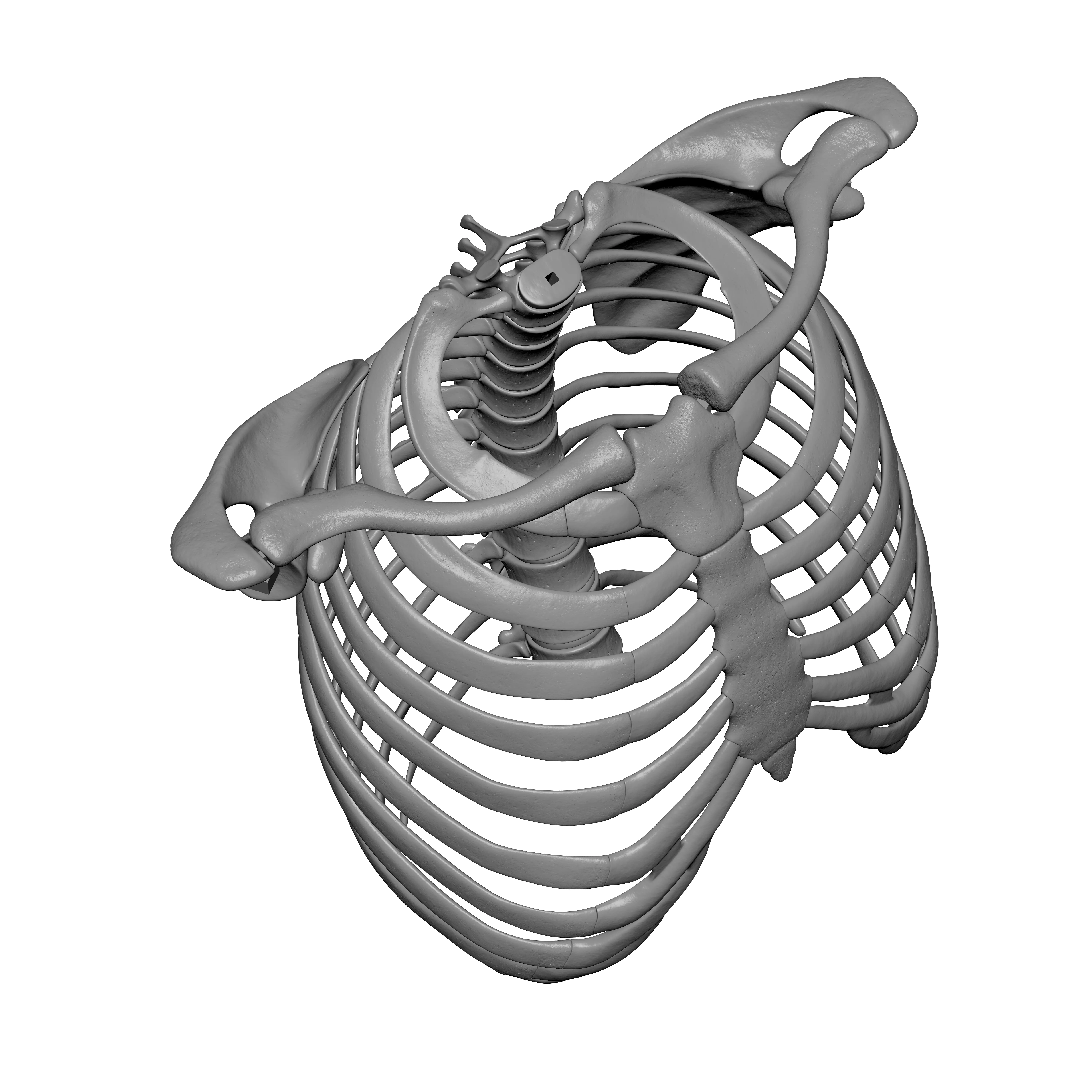 Rib Cage - TSpine - Scapula - Clavicle 3D print model_2