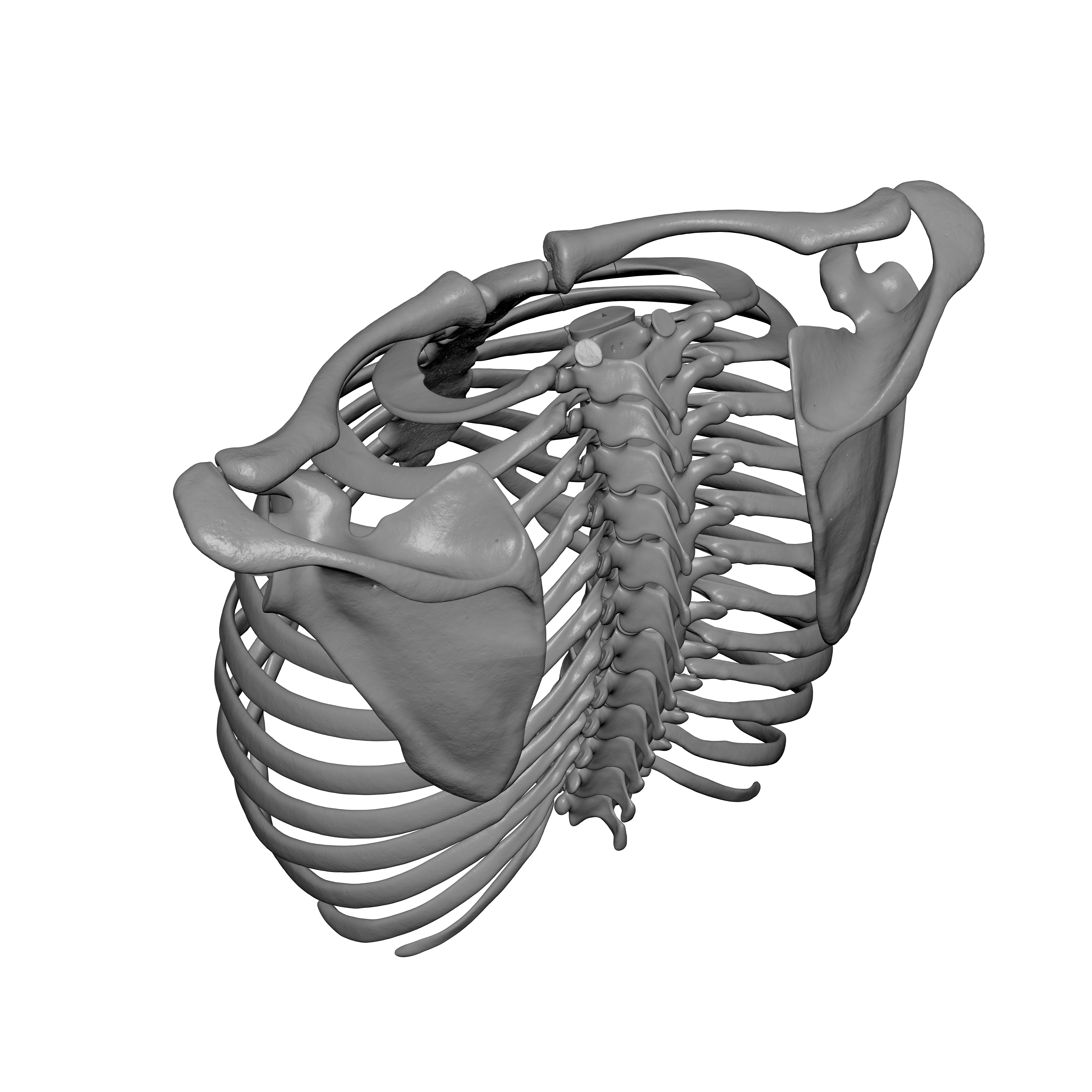 Rib Cage - TSpine - Scapula - Clavicle 3D print model_4