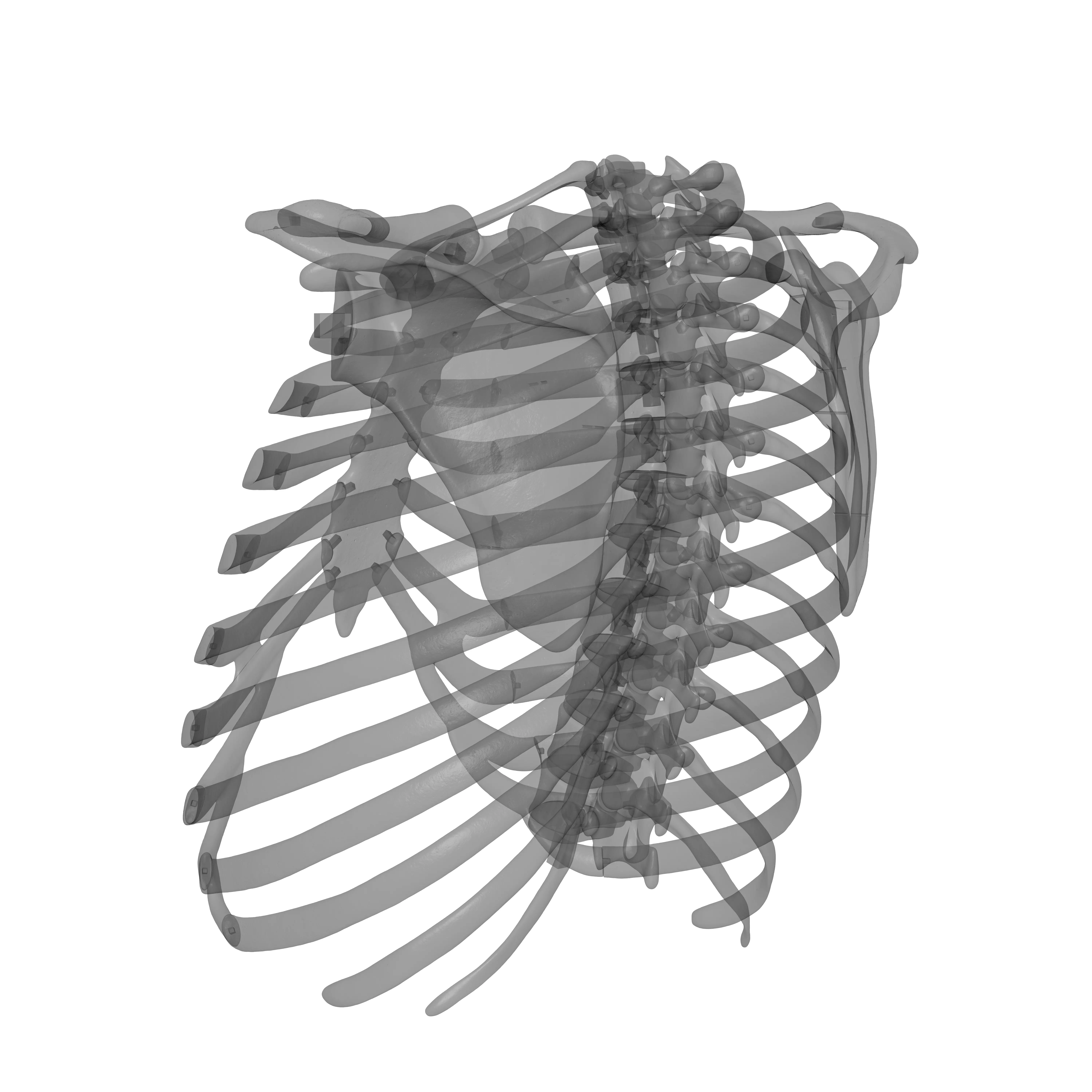 Rib Cage - TSpine - Scapula - Clavicle 3D print model_16
