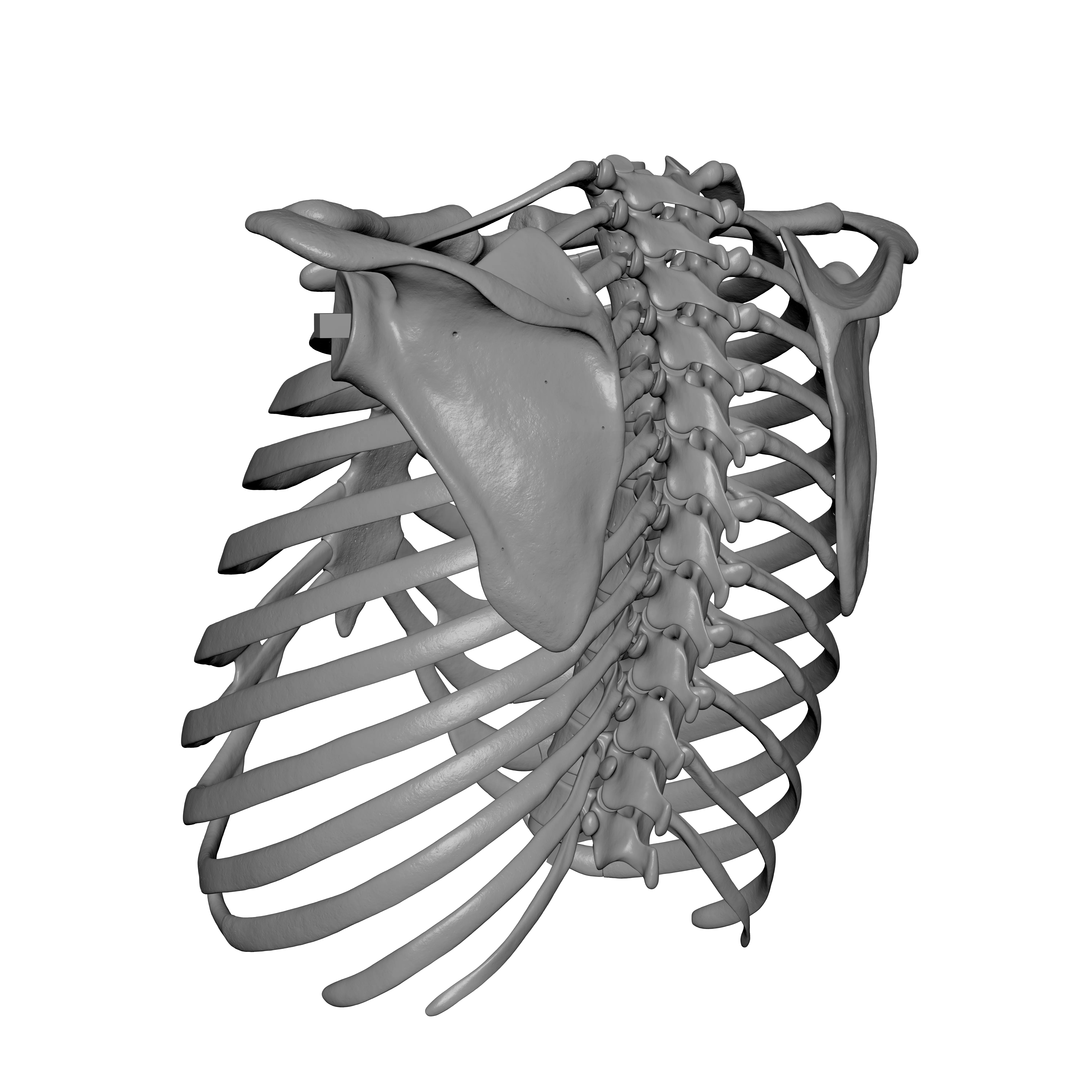 Rib Cage - TSpine - Scapula - Clavicle 3D print model_5