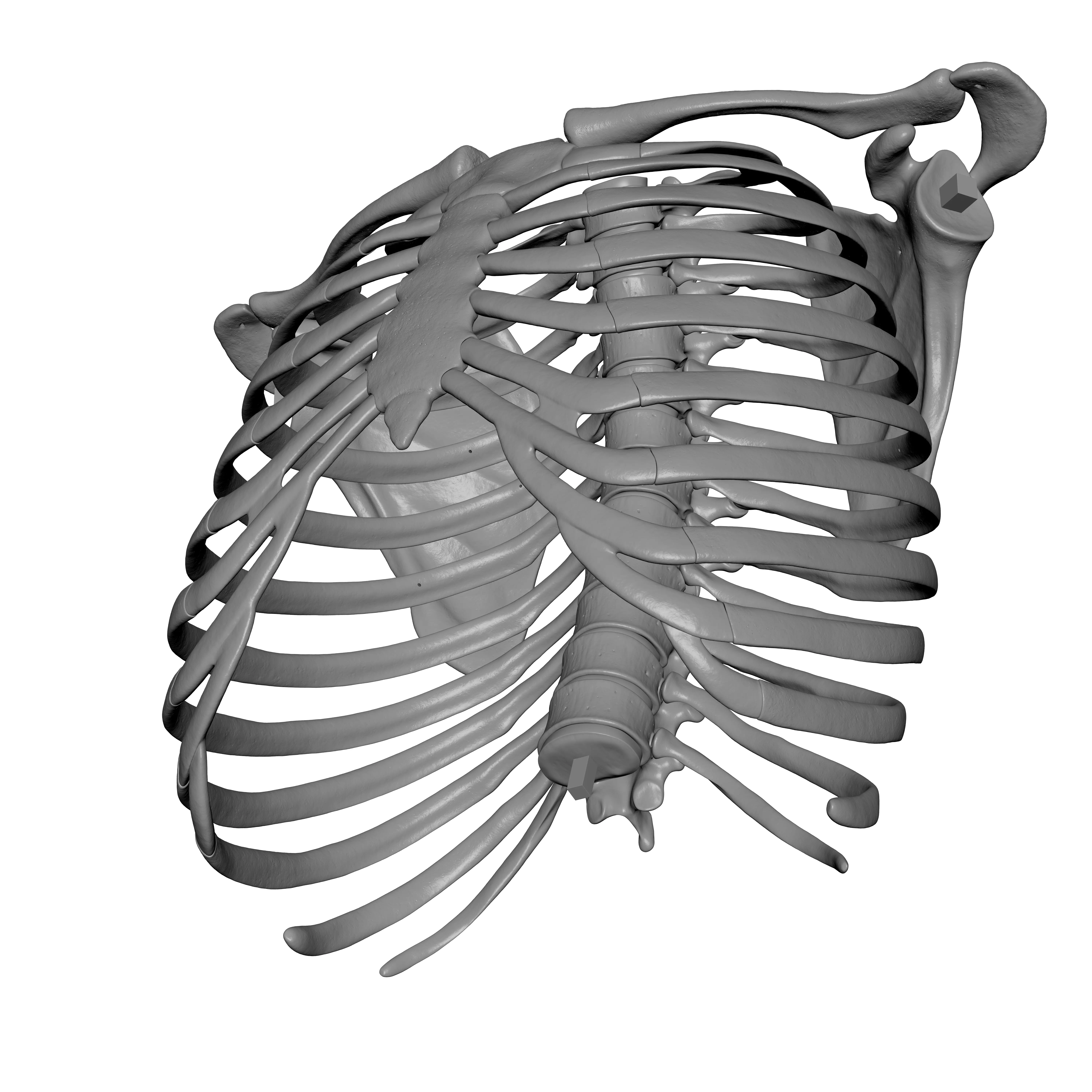 Rib Cage - TSpine - Scapula - Clavicle 3D print model_9