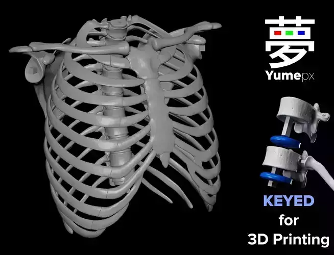 Rib Cage - TSpine - Scapula - Clavicle 3D print model Rib Cage - TSpine - Scapula - Clavicle 3D print model