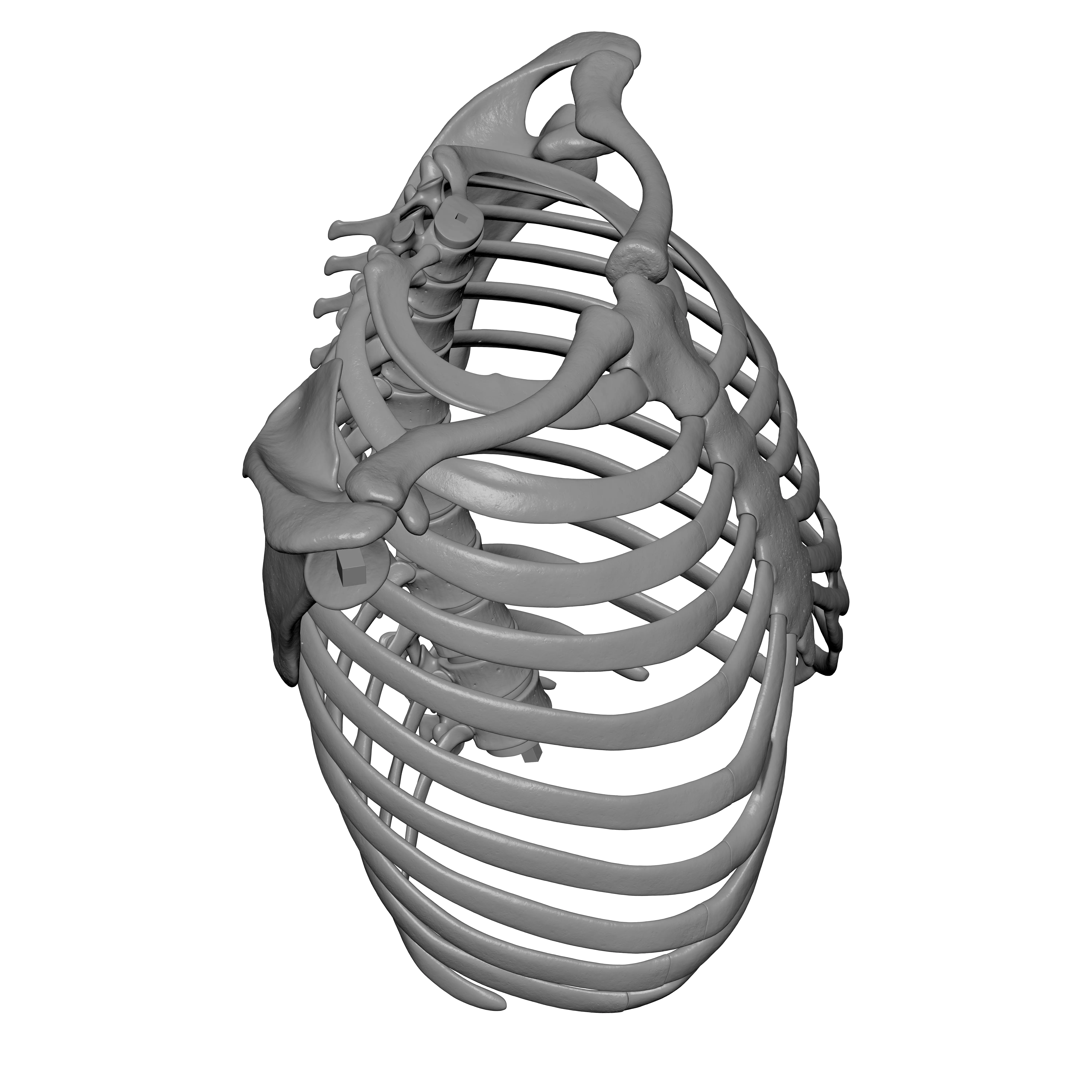 Rib Cage - TSpine - Scapula - Clavicle 3D print model_7