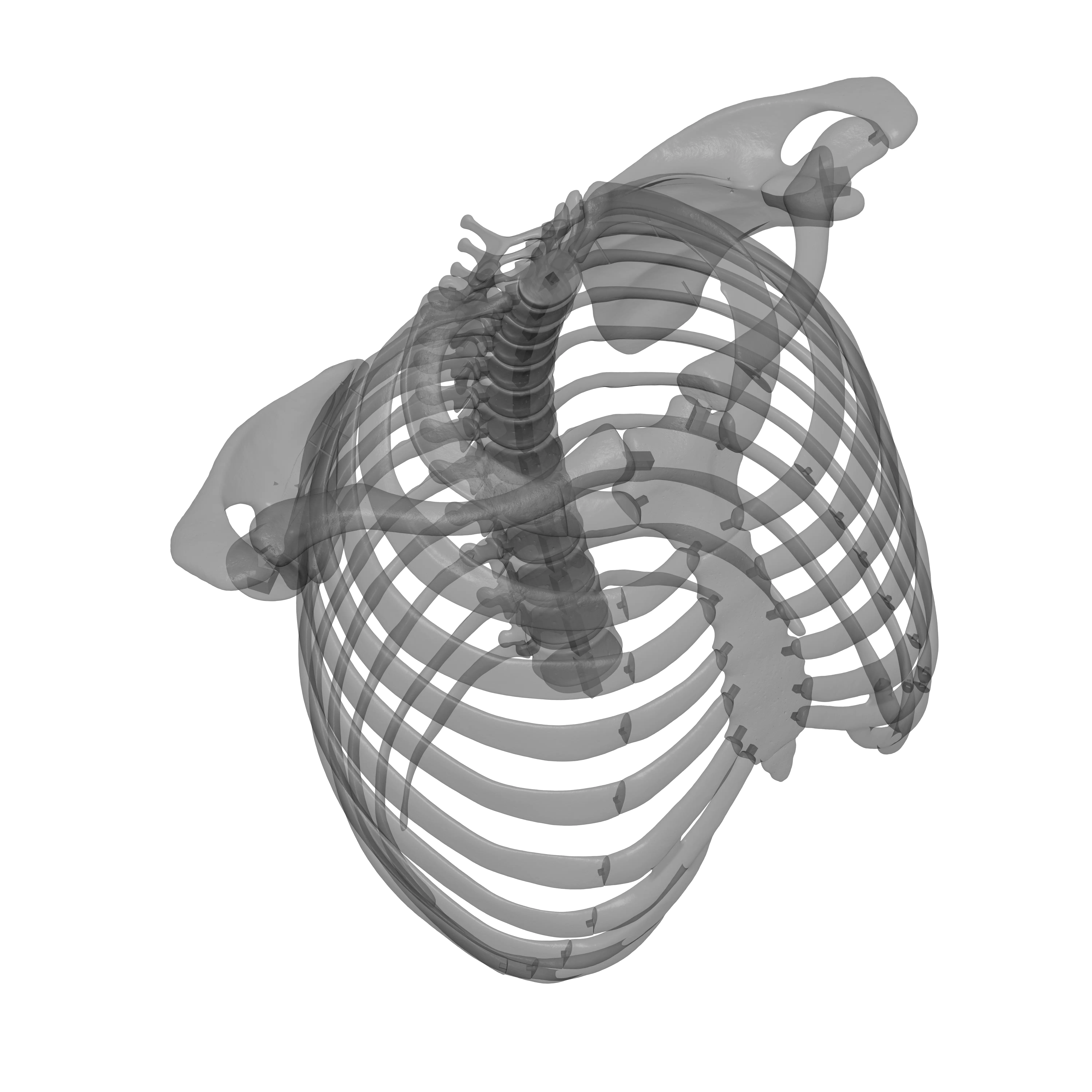 Rib Cage - TSpine - Scapula - Clavicle 3D print model_13