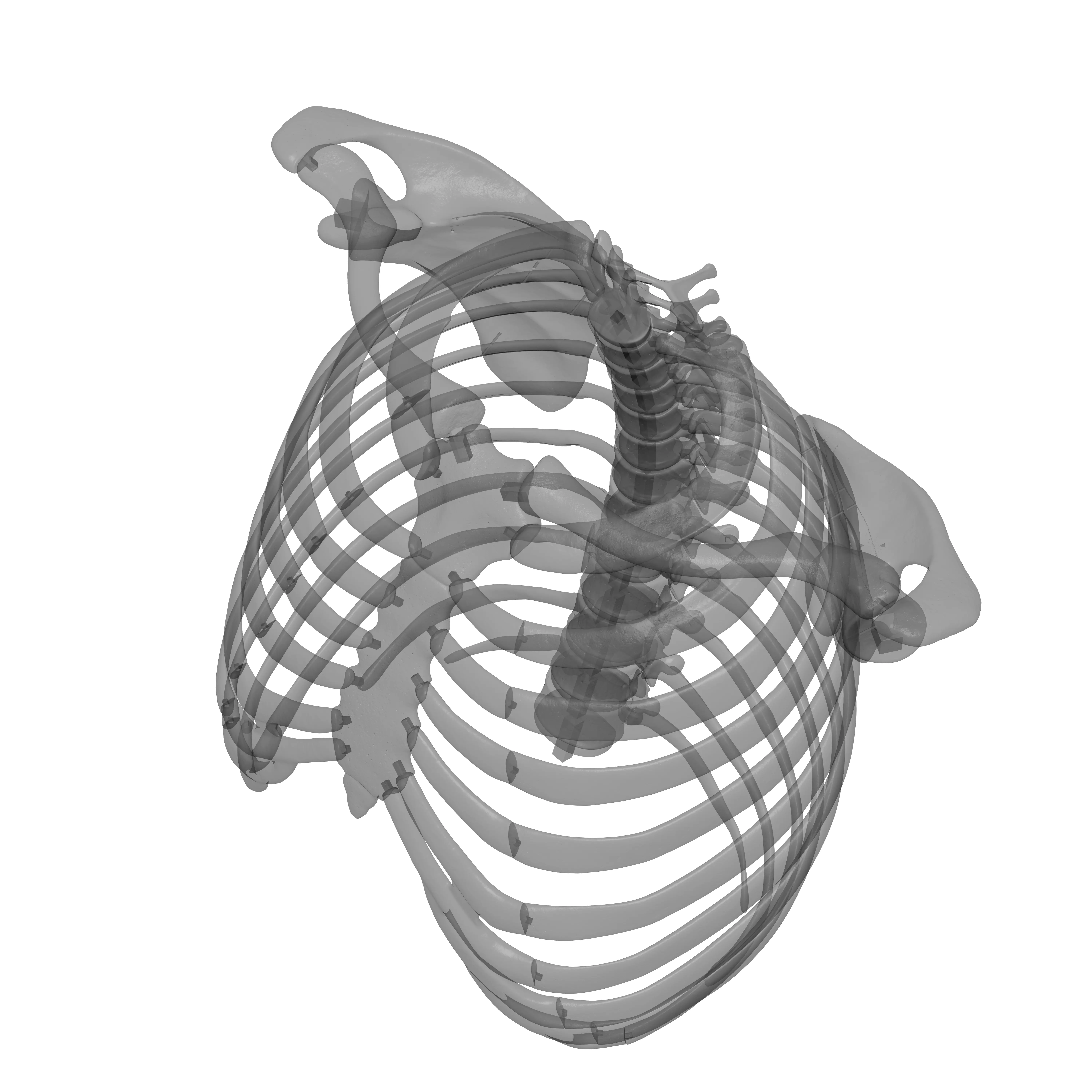Rib Cage - TSpine - Scapula - Clavicle 3D print model_14