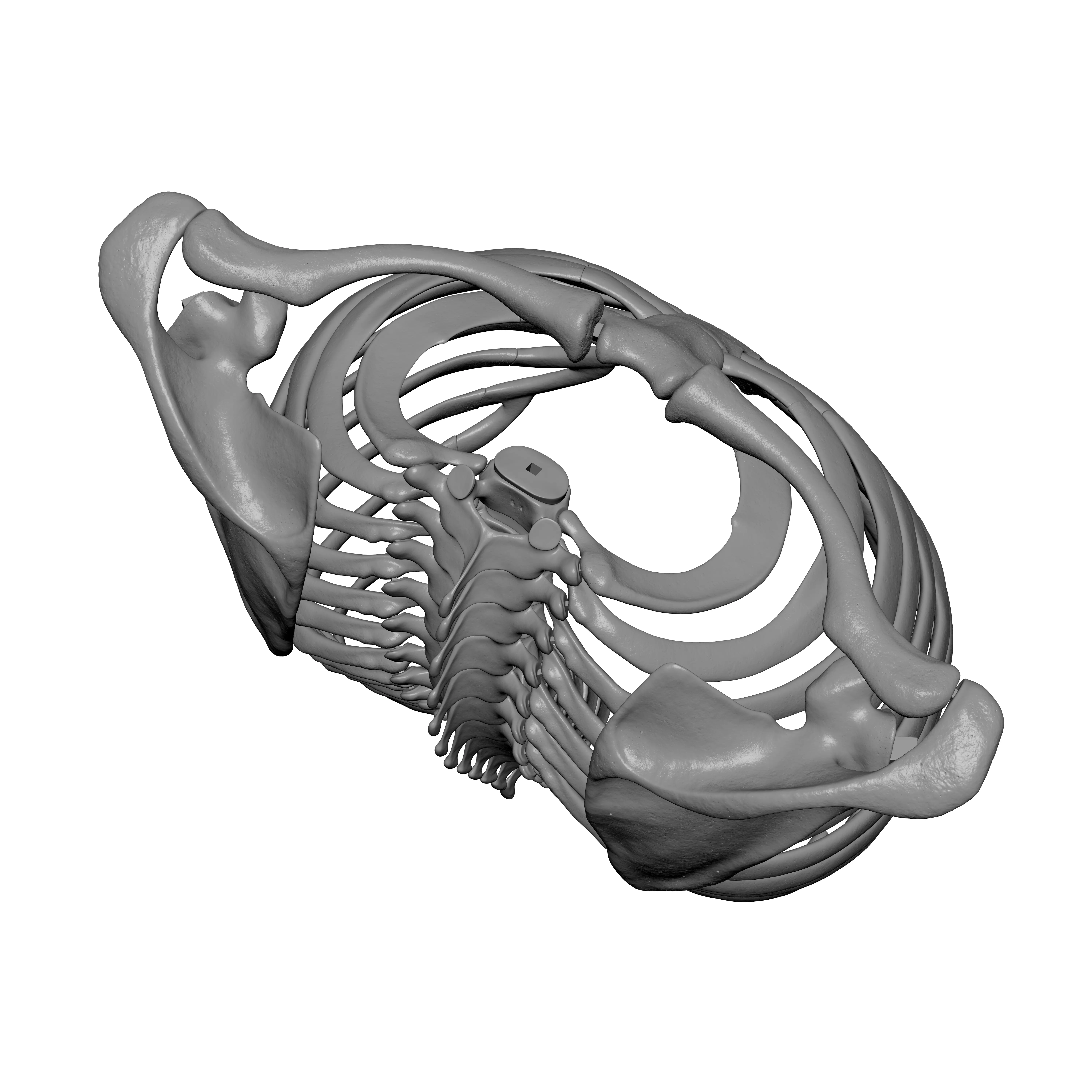 Rib Cage - TSpine - Scapula - Clavicle 3D print model_6