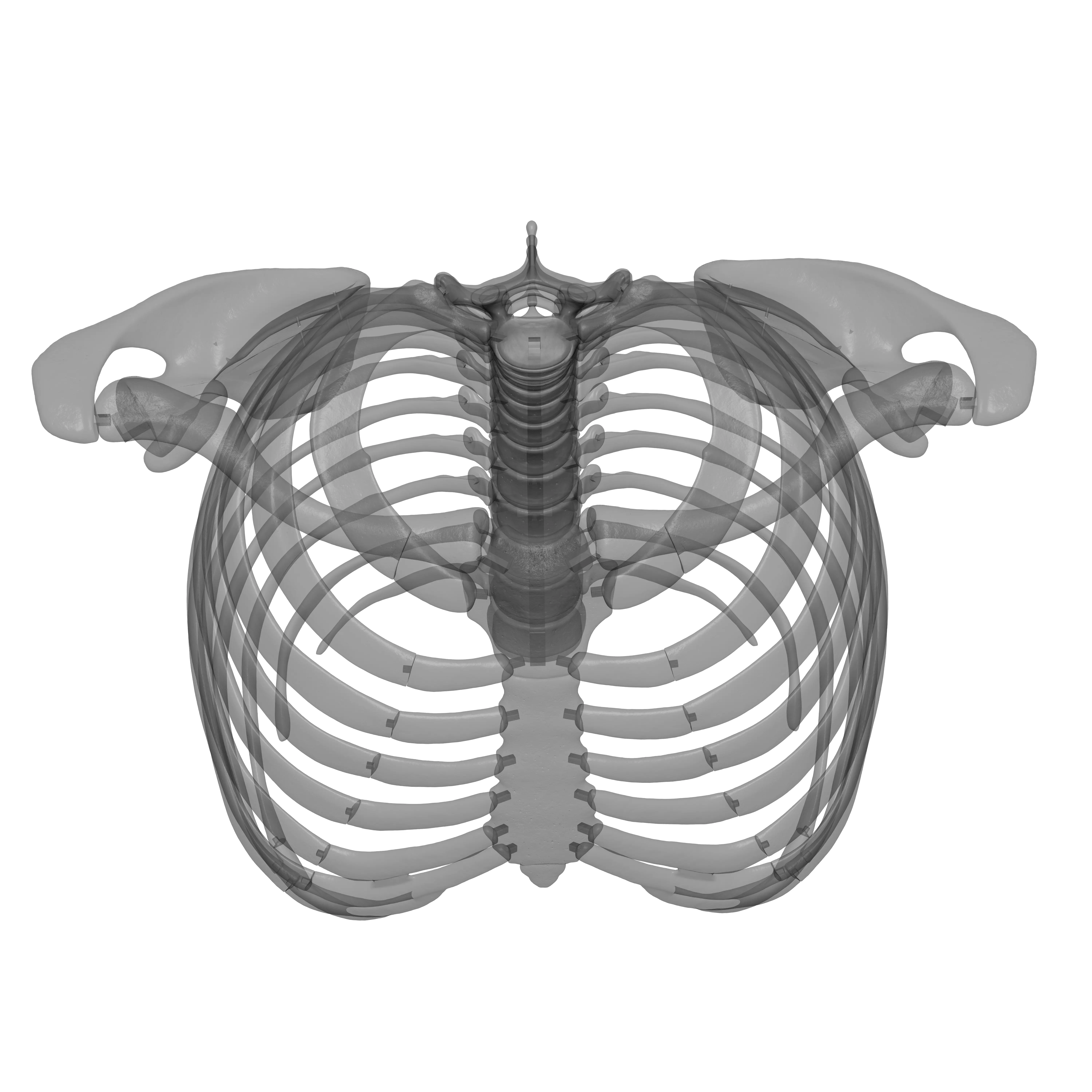 Rib Cage - TSpine - Scapula - Clavicle 3D print model_20