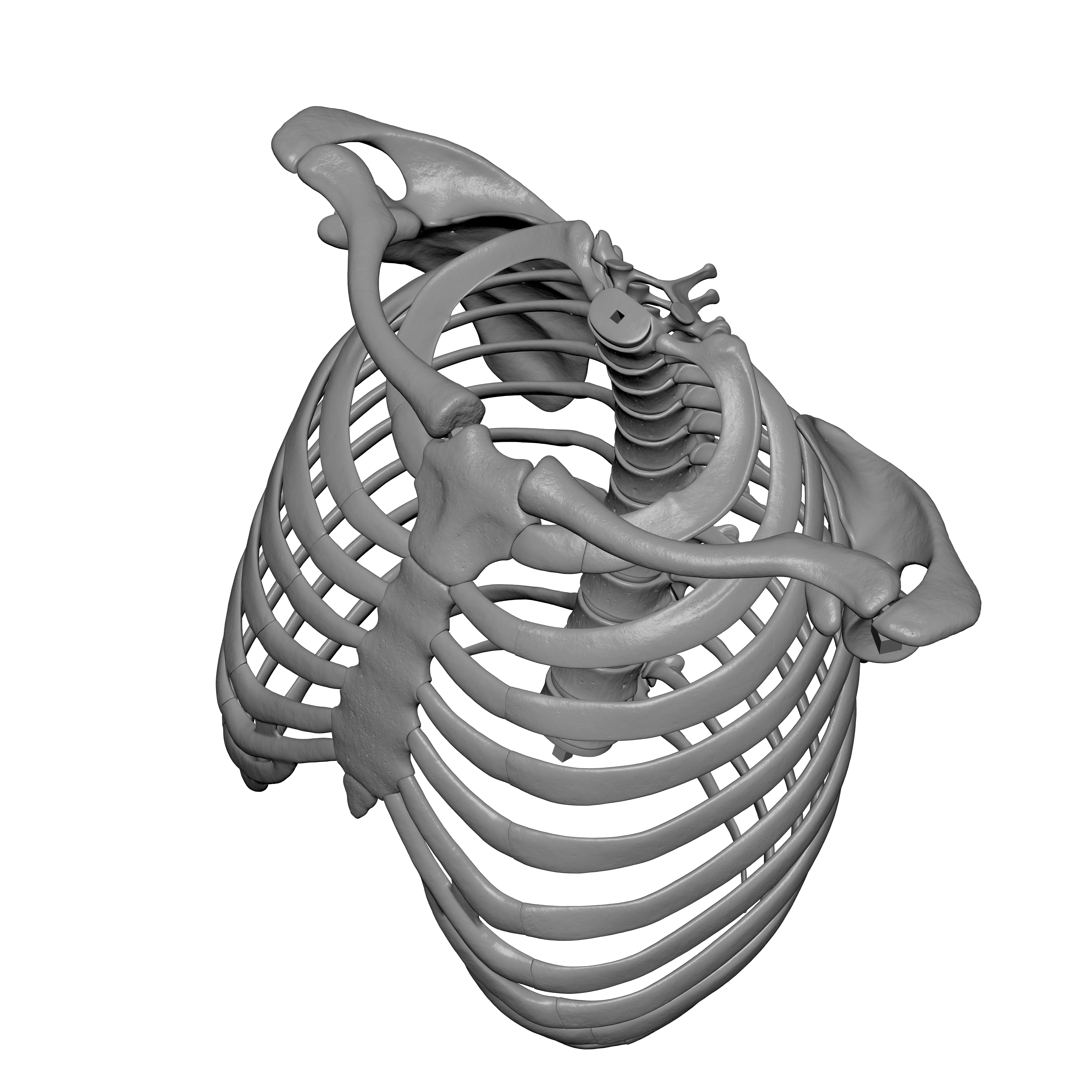 Rib Cage - TSpine - Scapula - Clavicle 3D print model_3