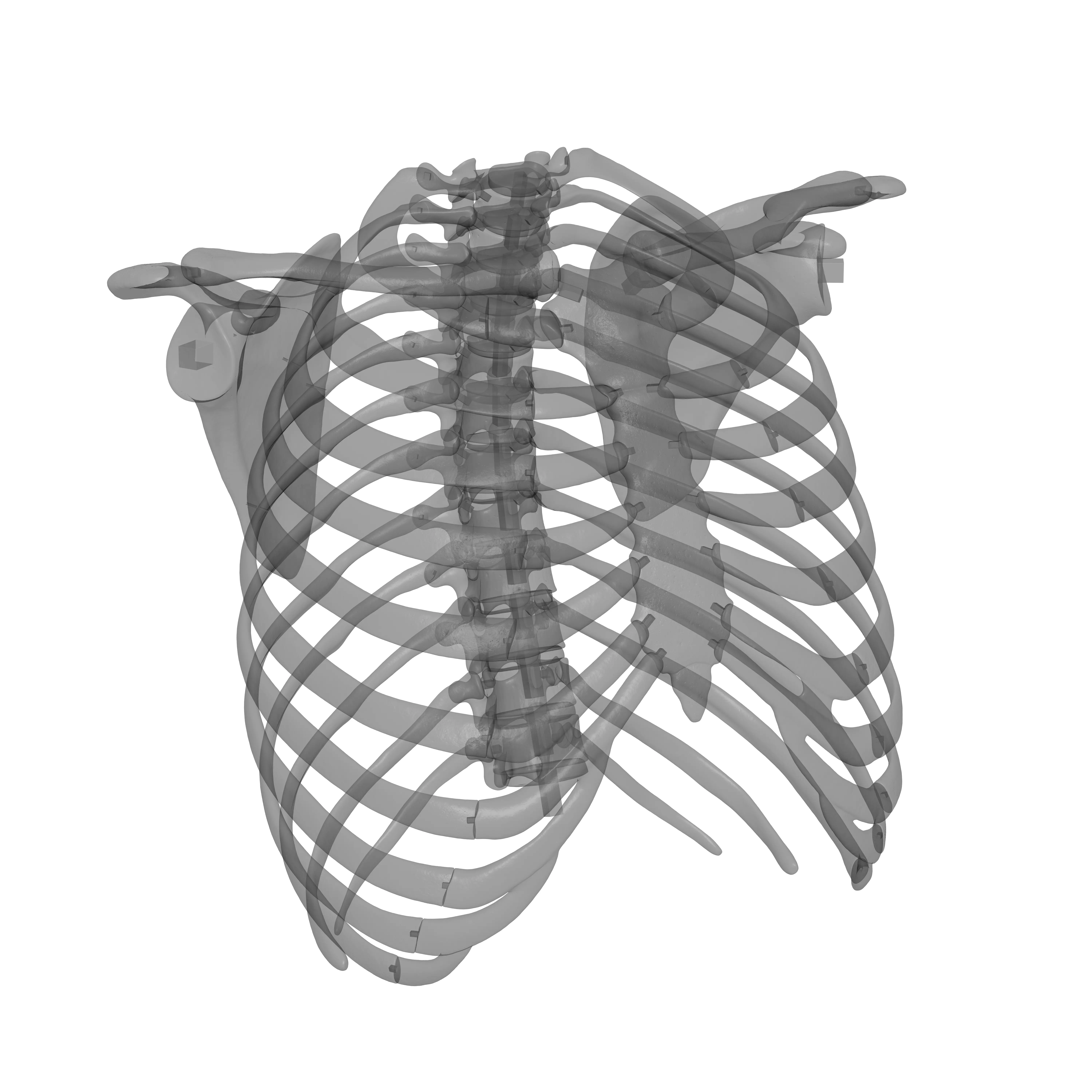 Rib Cage - TSpine - Scapula - Clavicle 3D print model_12