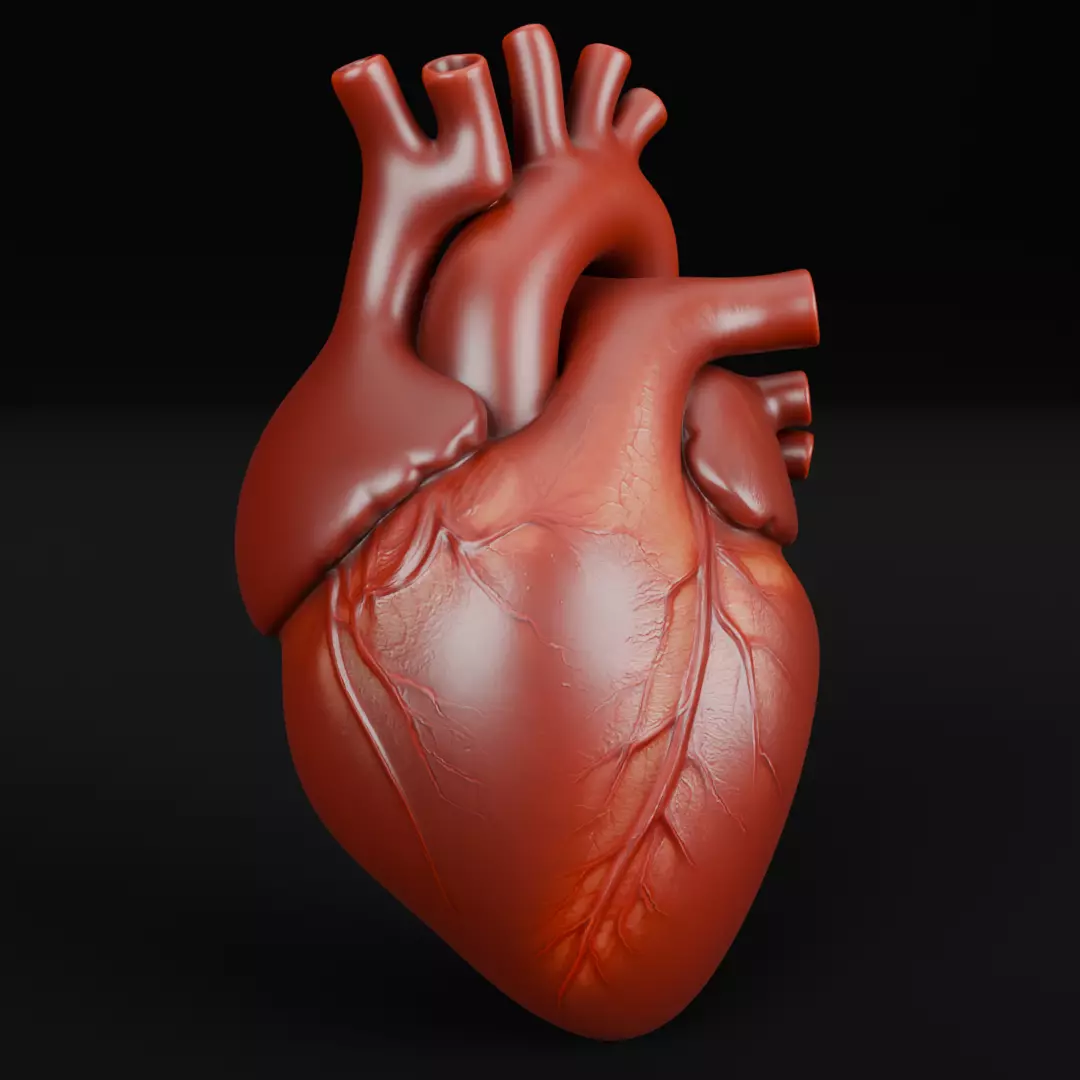 Human Heart 3D Model for 3D Printing Anatomical Organ 3D print model