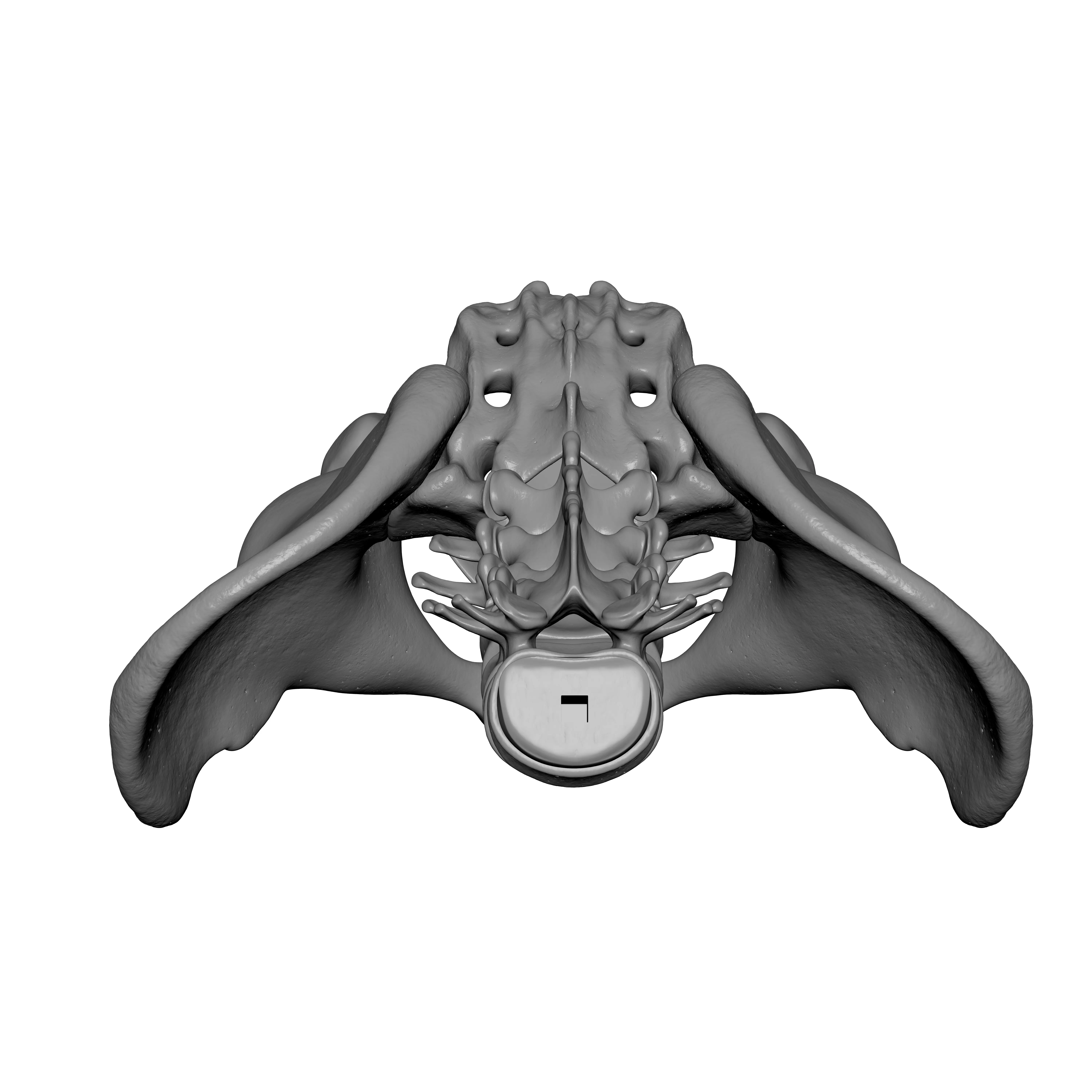 Lumbar Spine - Ilium 3D print model_10