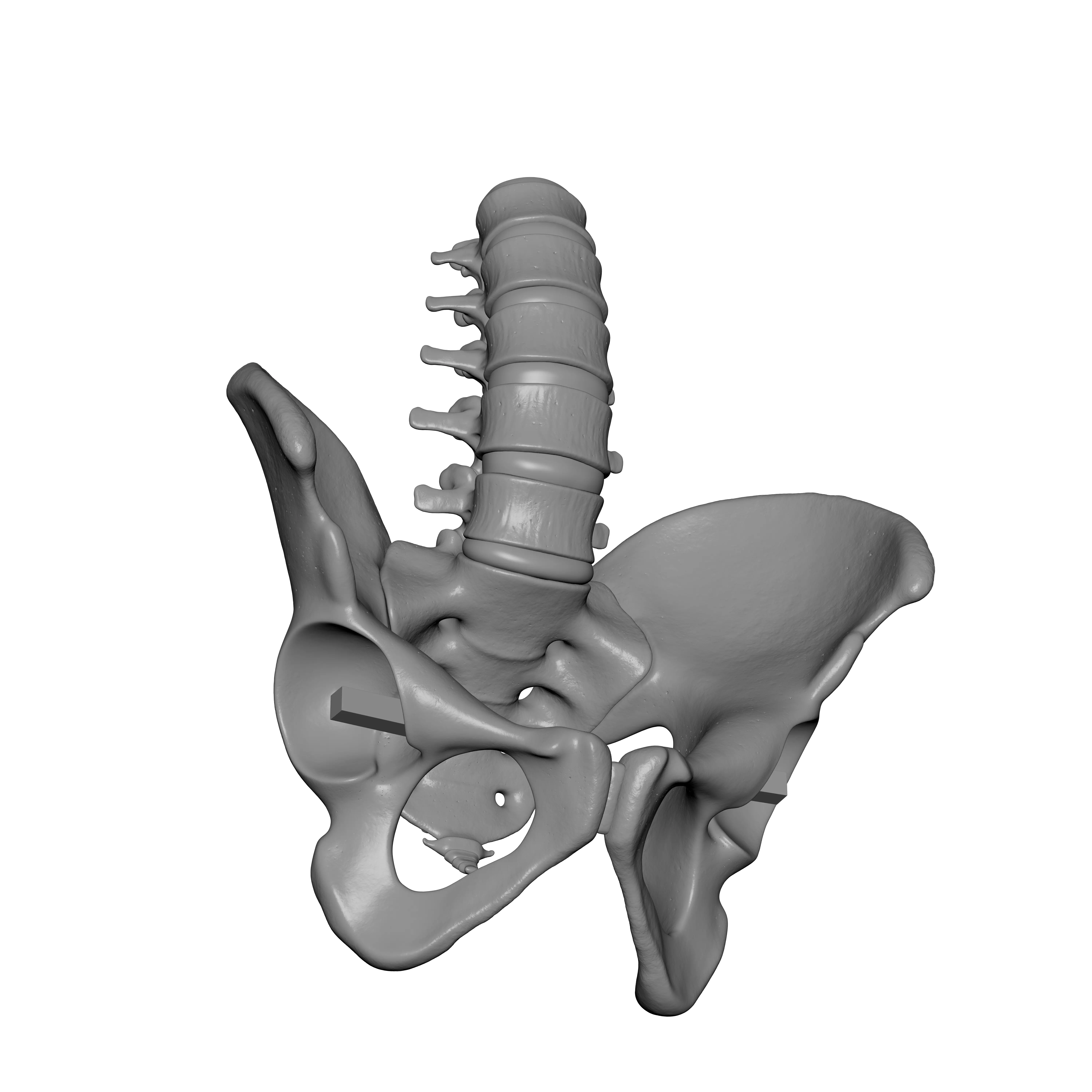 Lumbar Spine - Ilium 3D print model_4