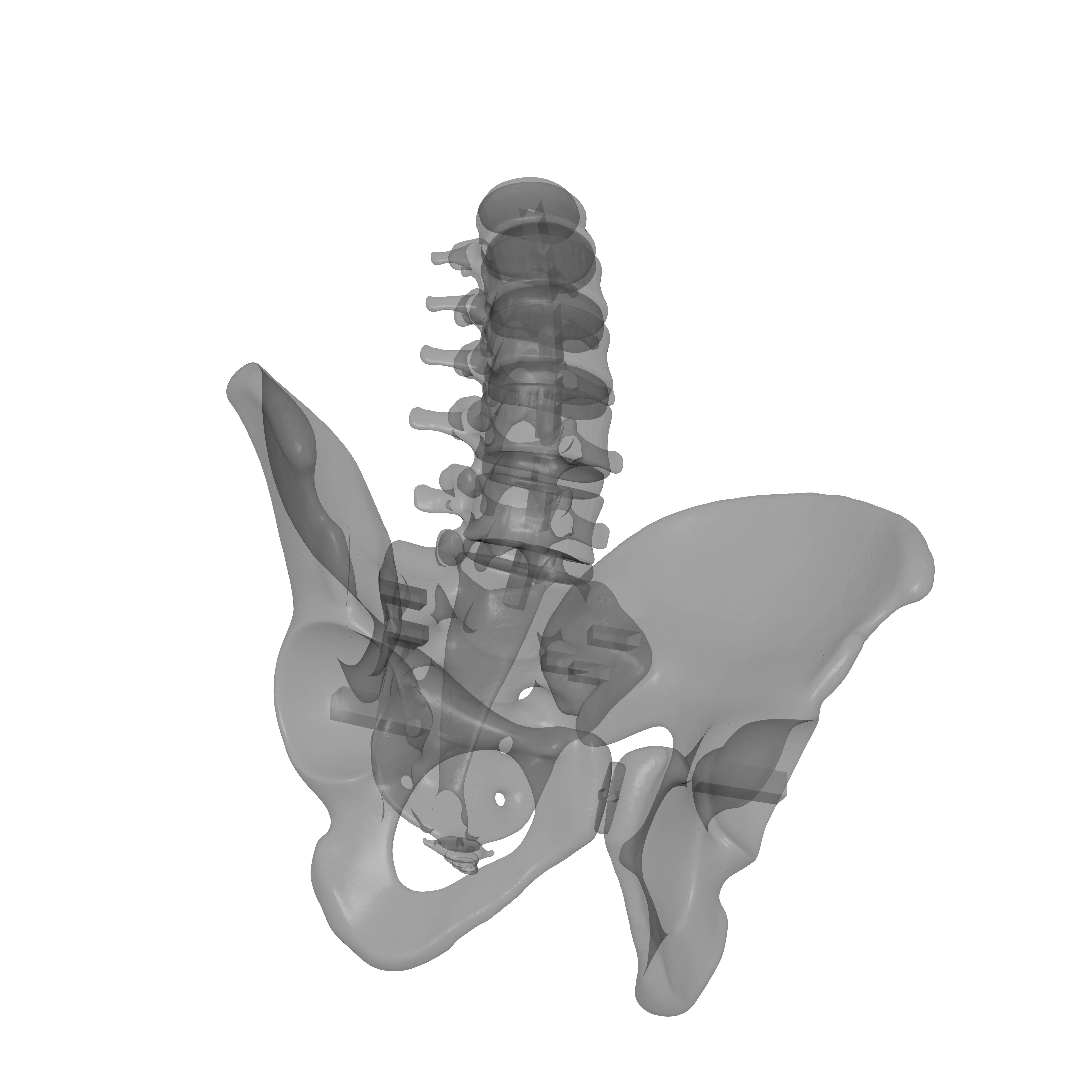 Lumbar Spine - Ilium 3D print model_18