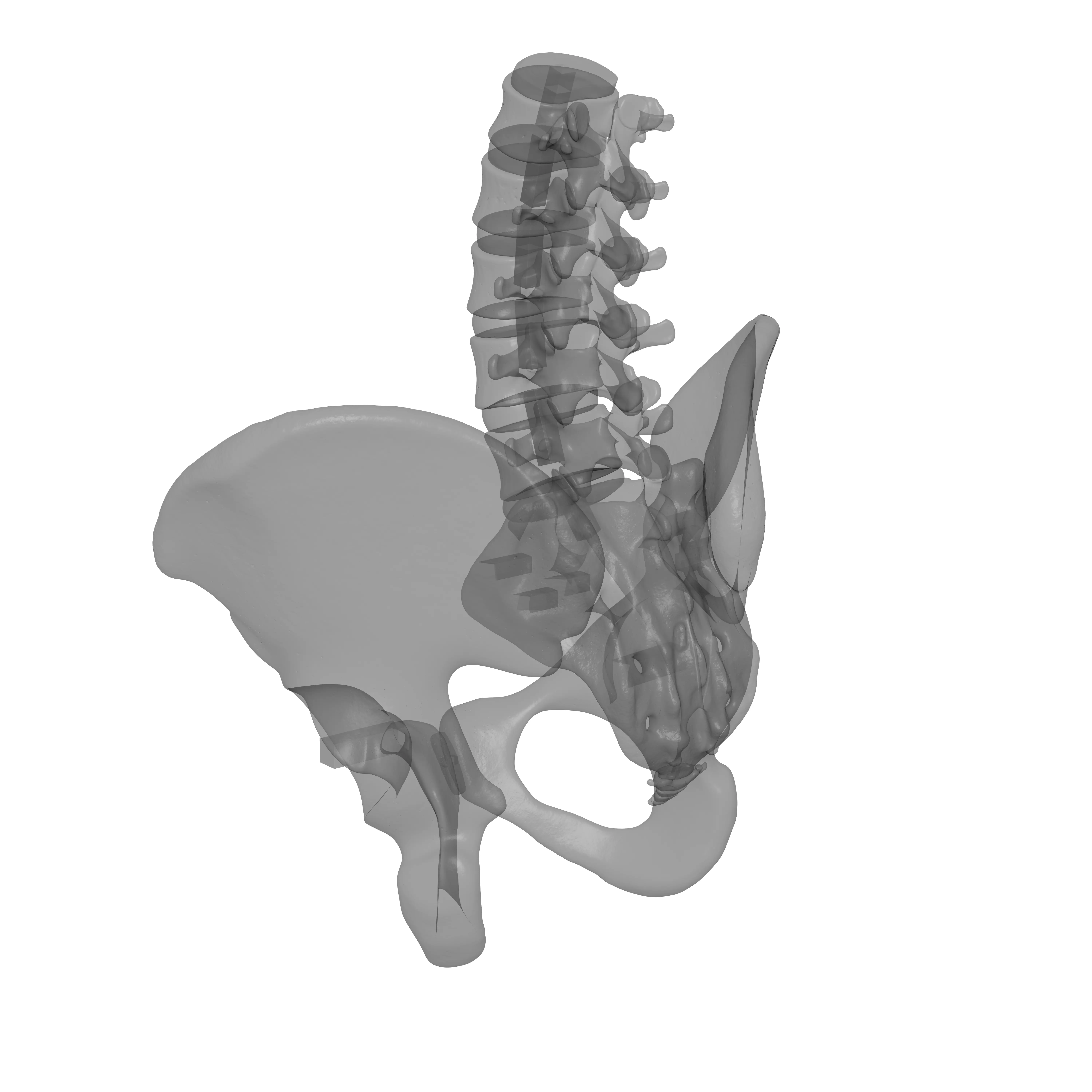Lumbar Spine - Ilium 3D print model_14