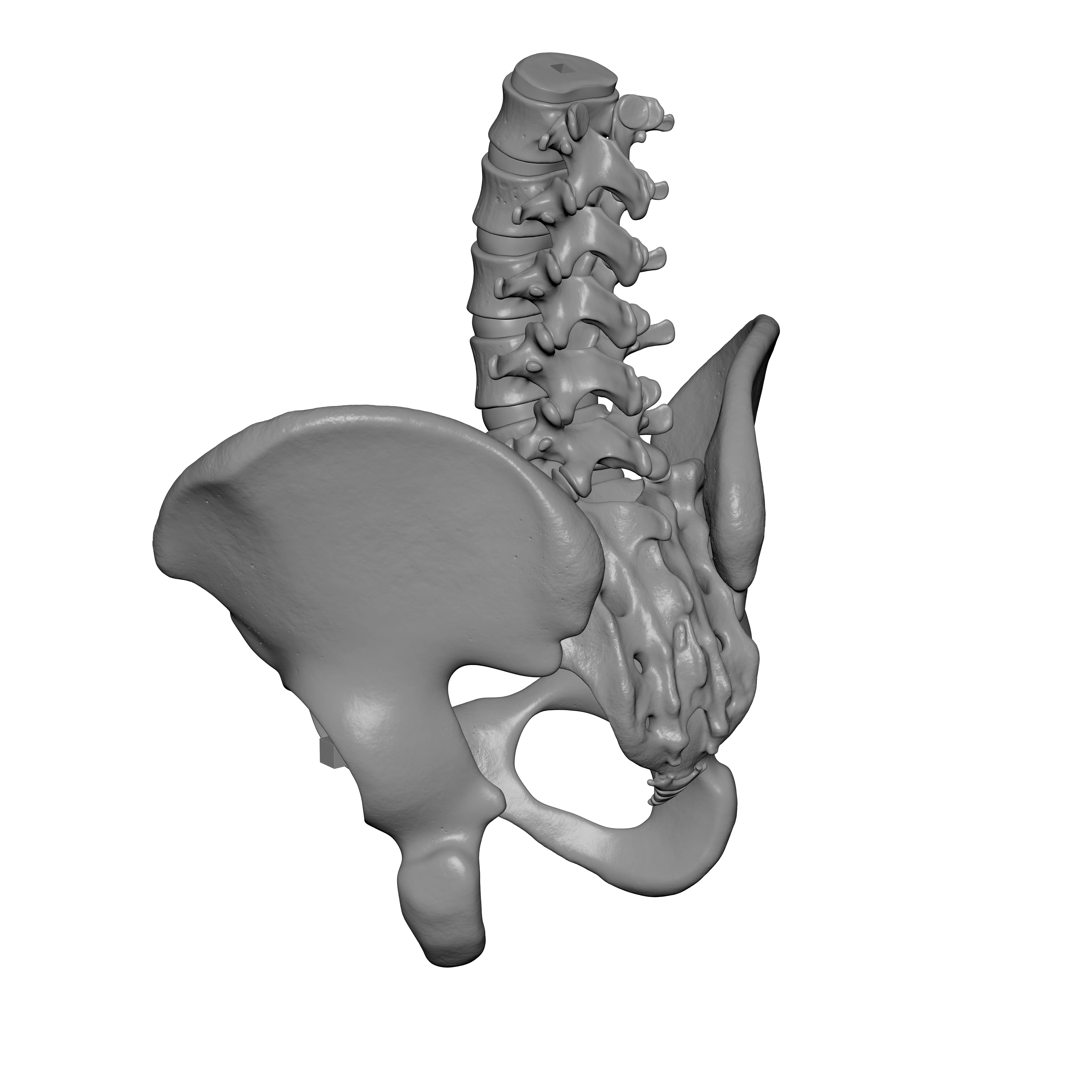Lumbar Spine - Ilium 3D print model_1