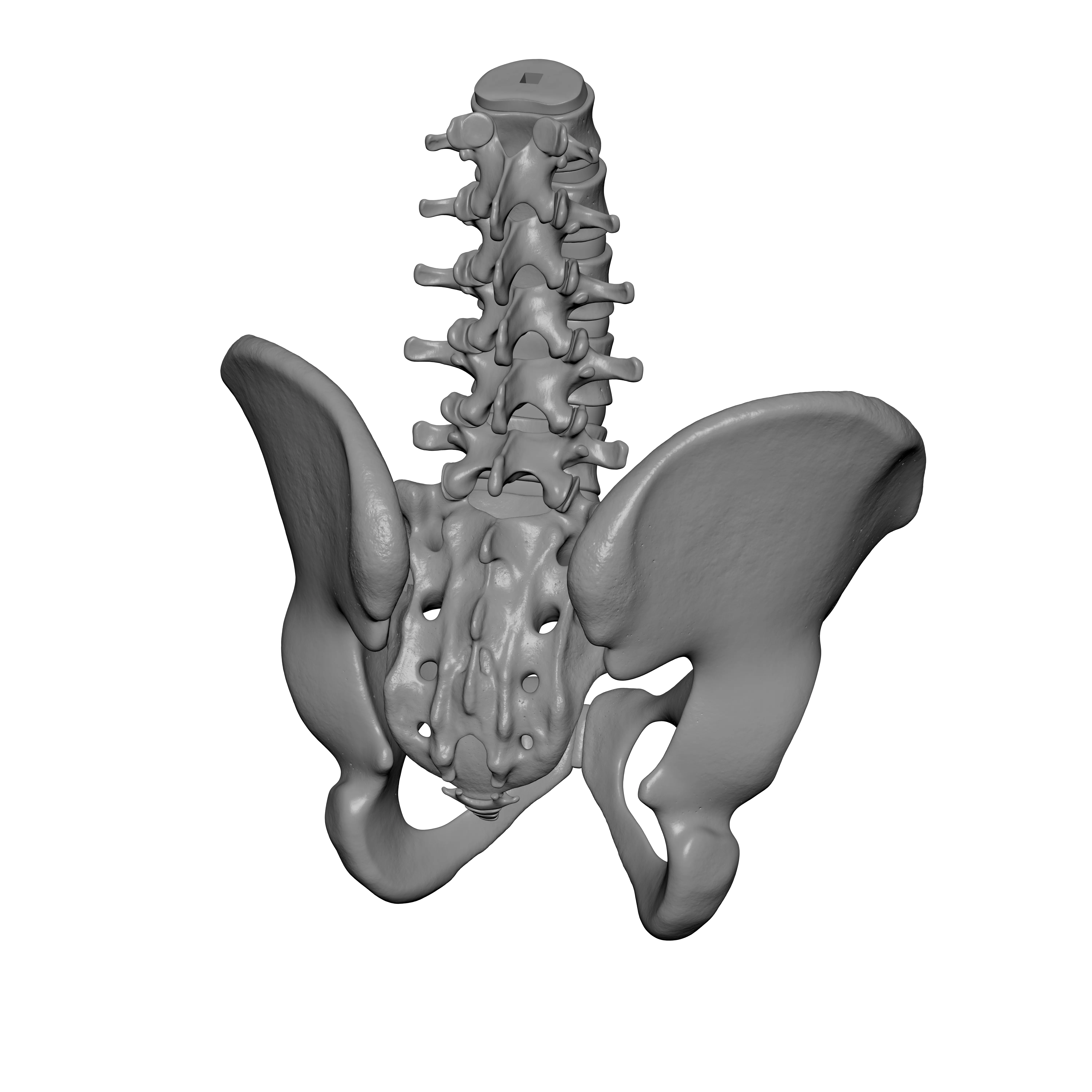 Lumbar Spine - Ilium 3D print model_5