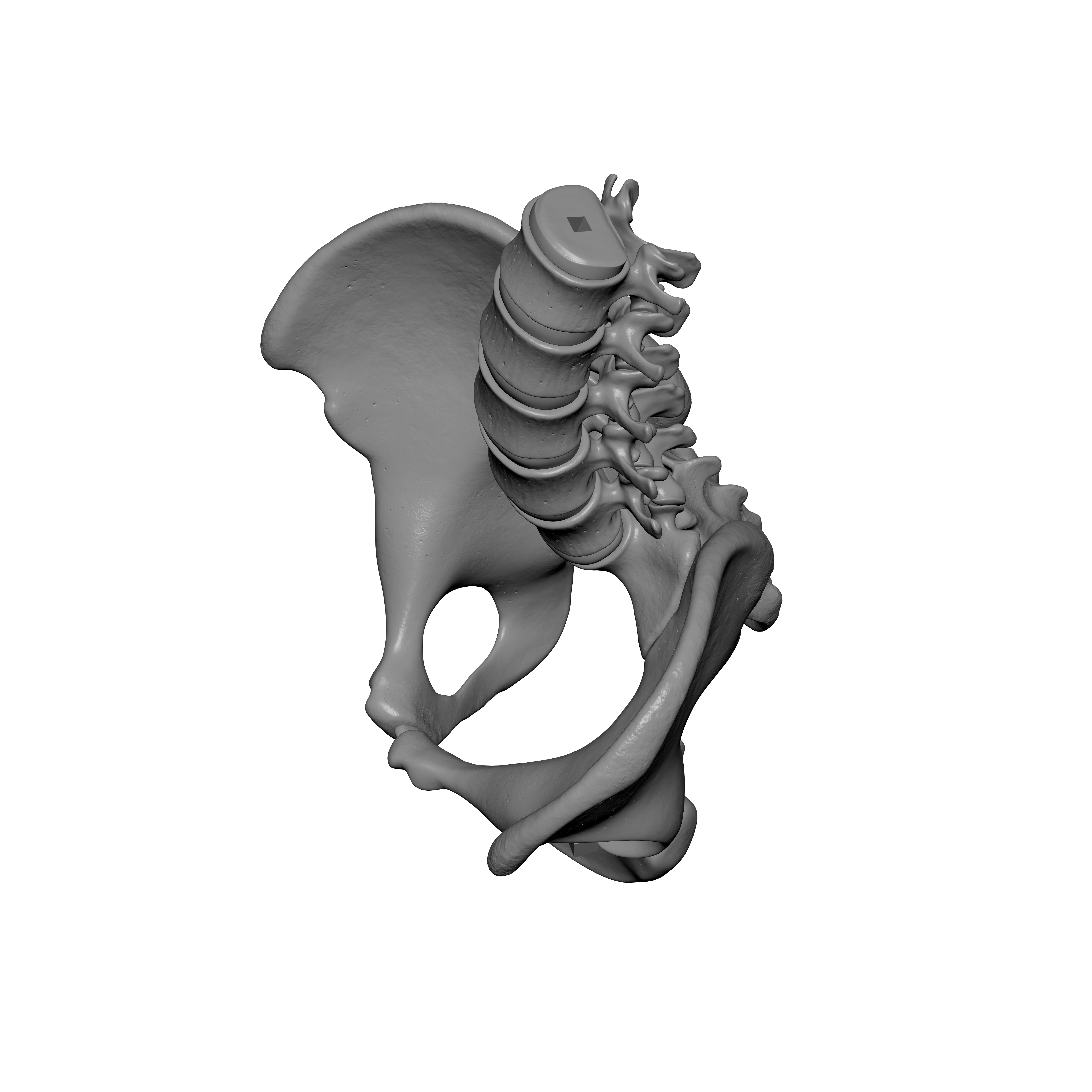 Lumbar Spine - Ilium 3D print model_3