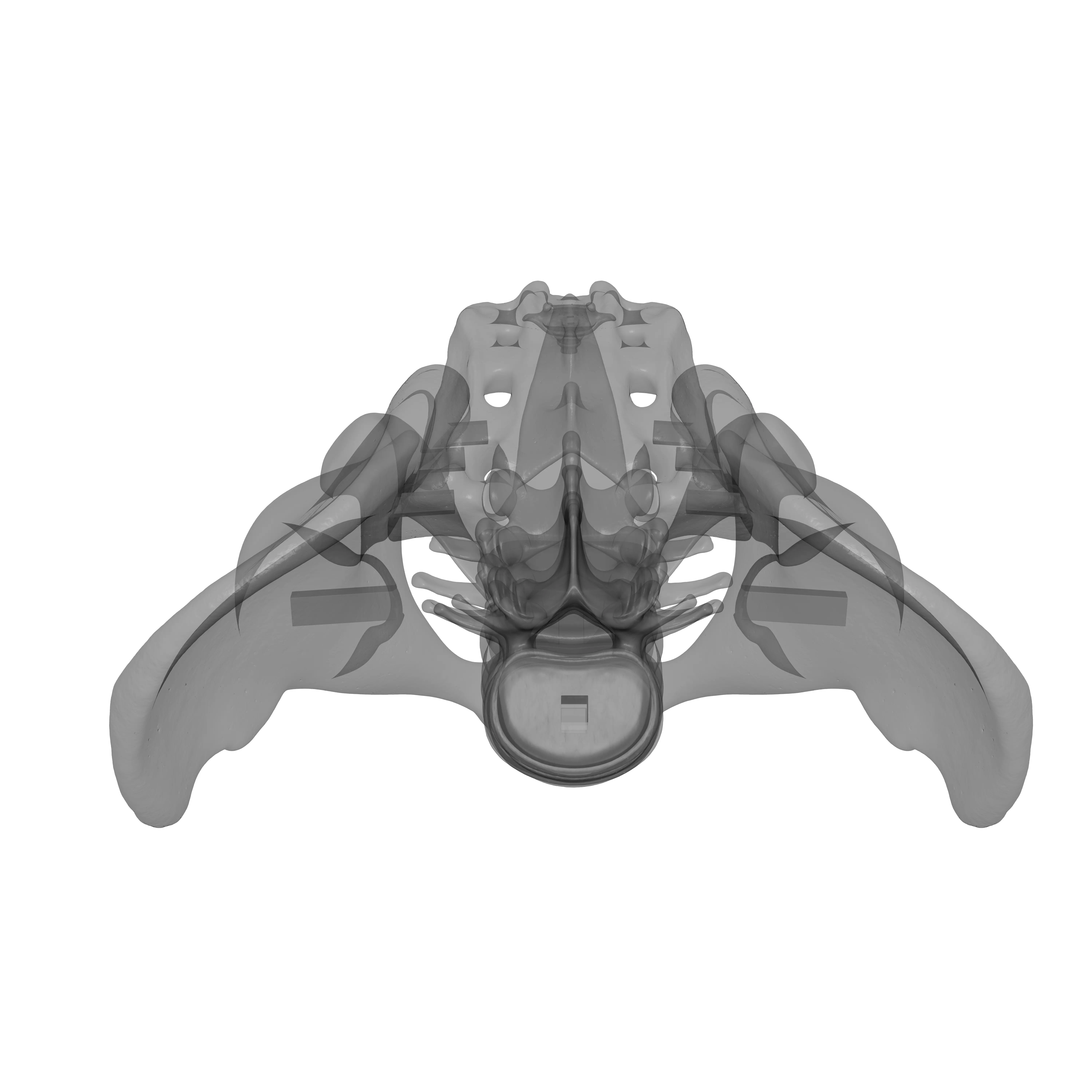 Lumbar Spine - Ilium 3D print model_21