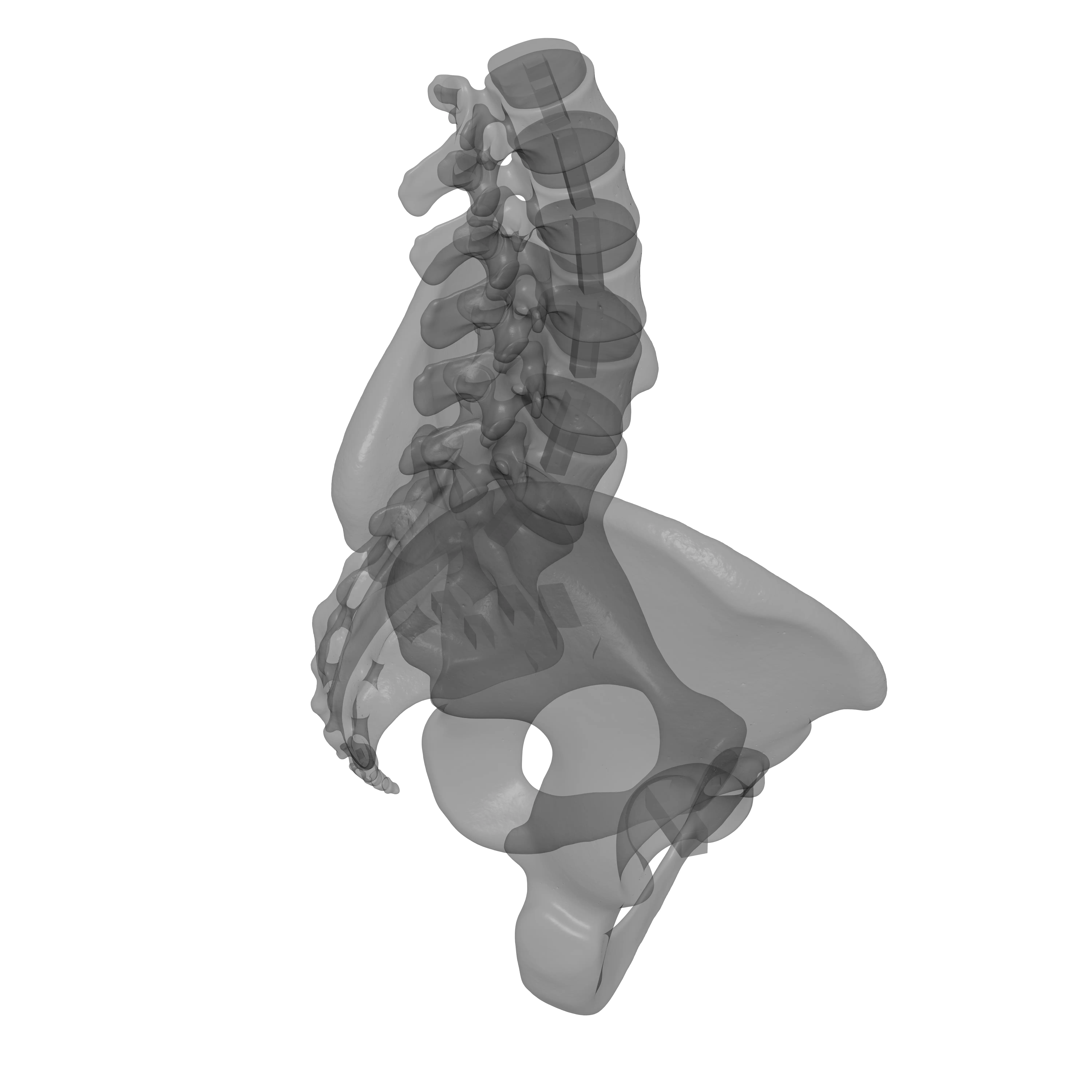 Lumbar Spine - Ilium 3D print model_12