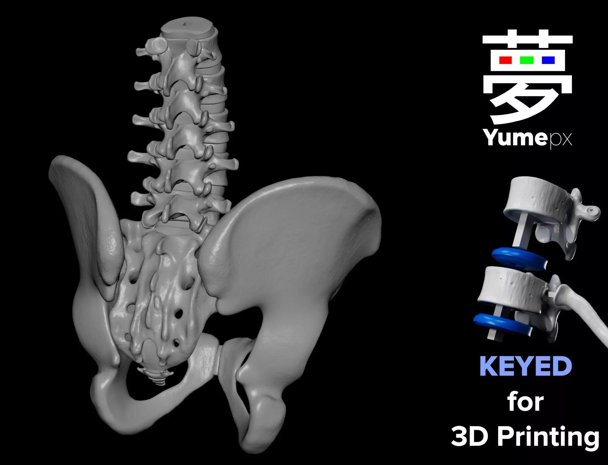 Lumbar Spine - Ilium 3D print model_0