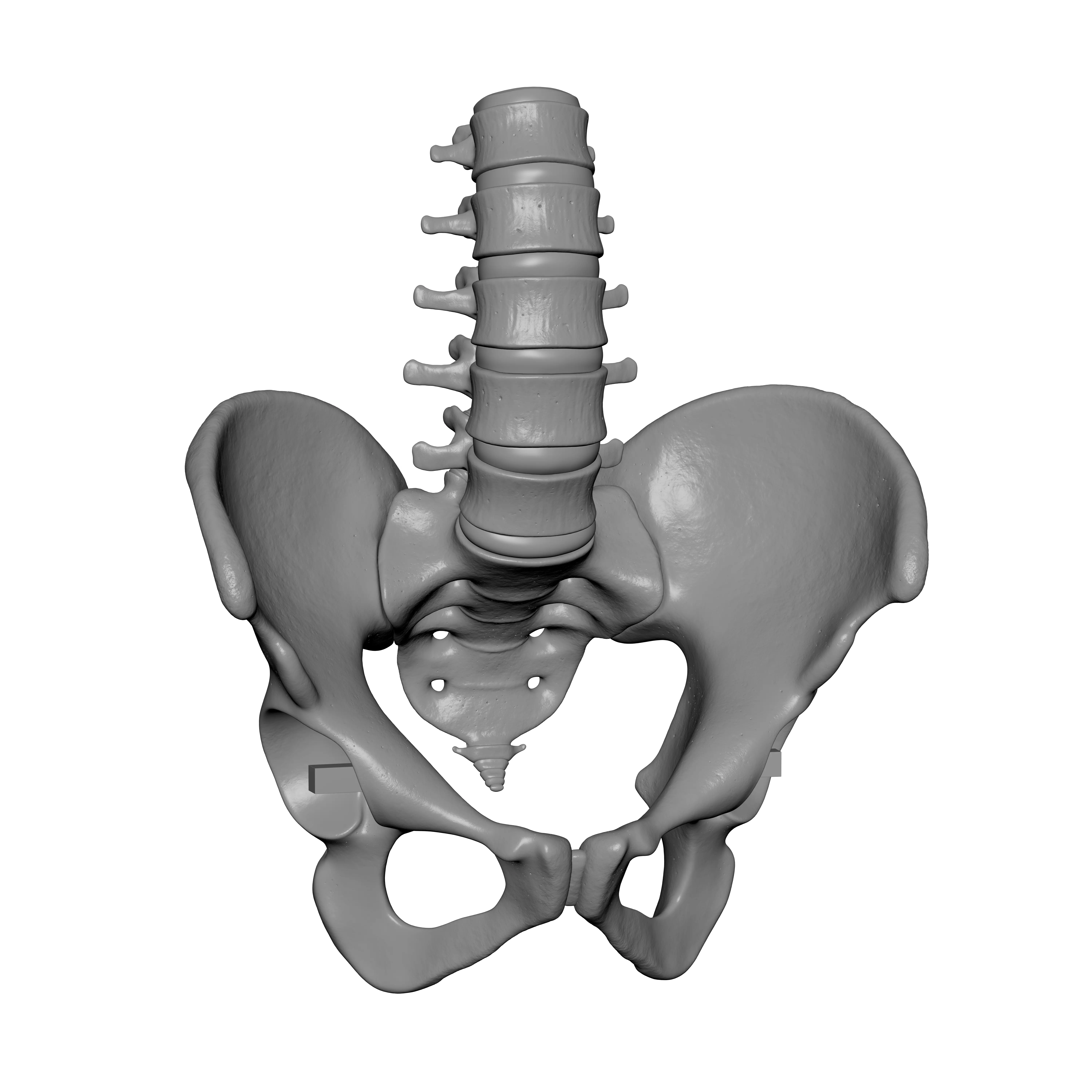 Lumbar Spine - Ilium 3D print model_9