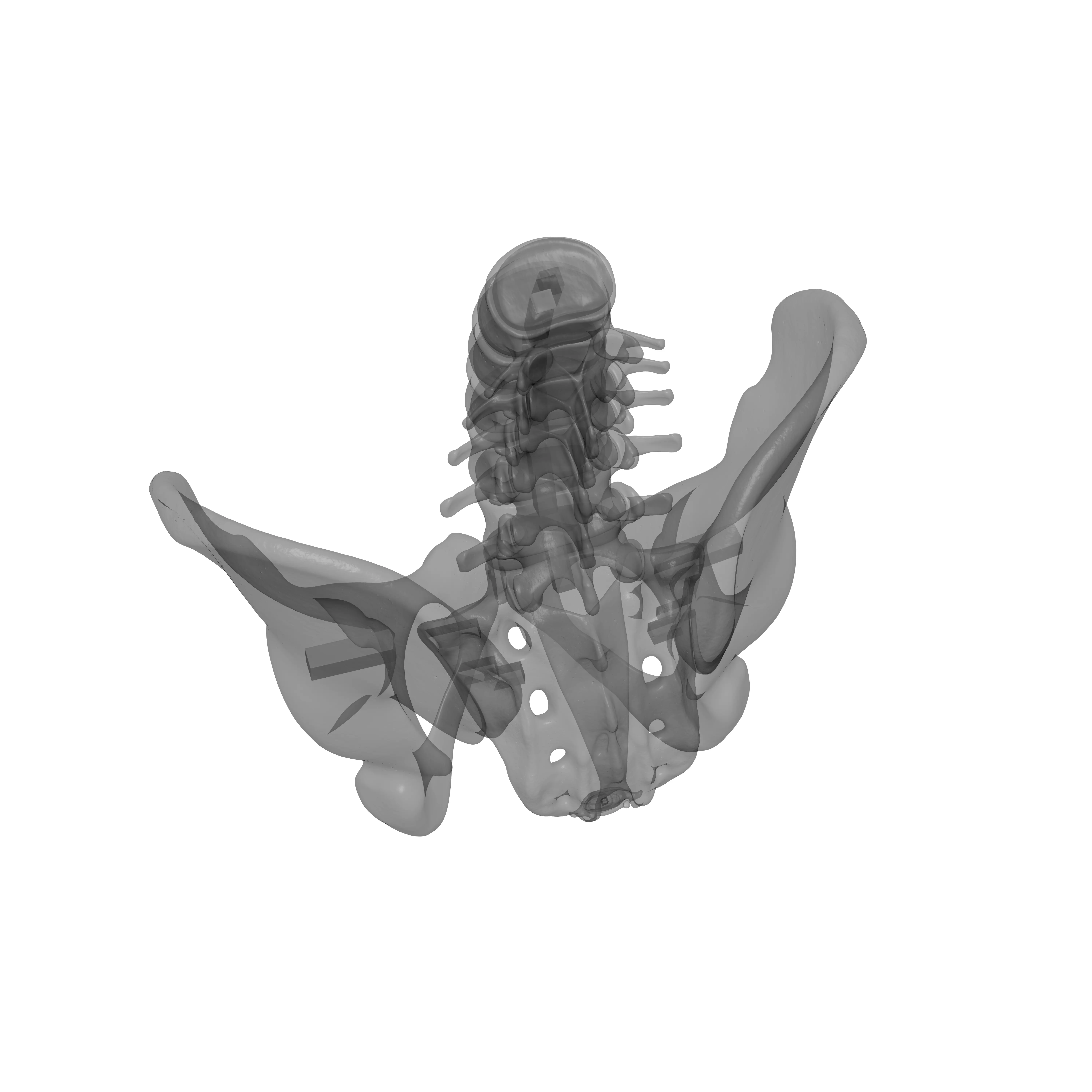 Lumbar Spine - Ilium 3D print model_15