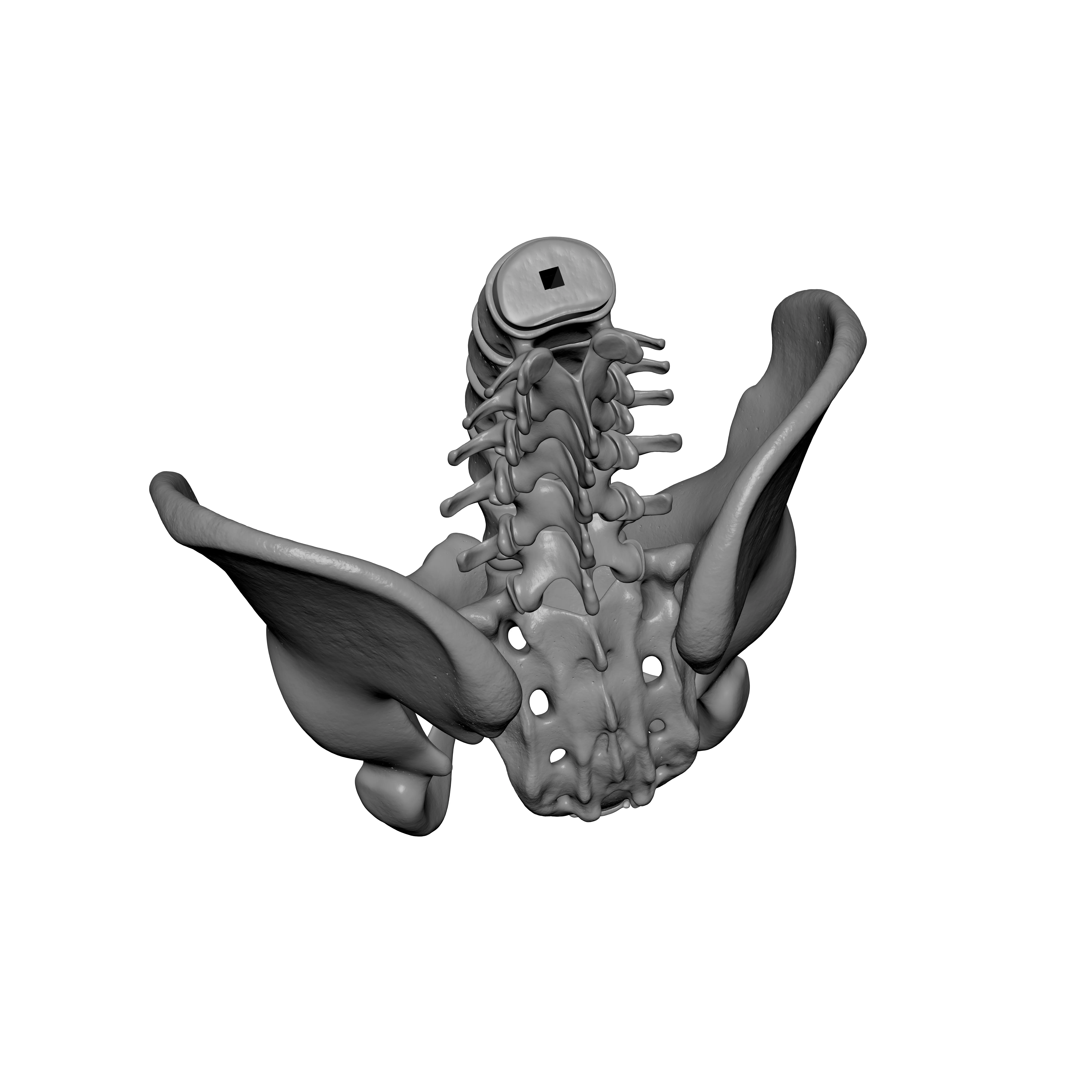 Lumbar Spine - Ilium 3D print model_8