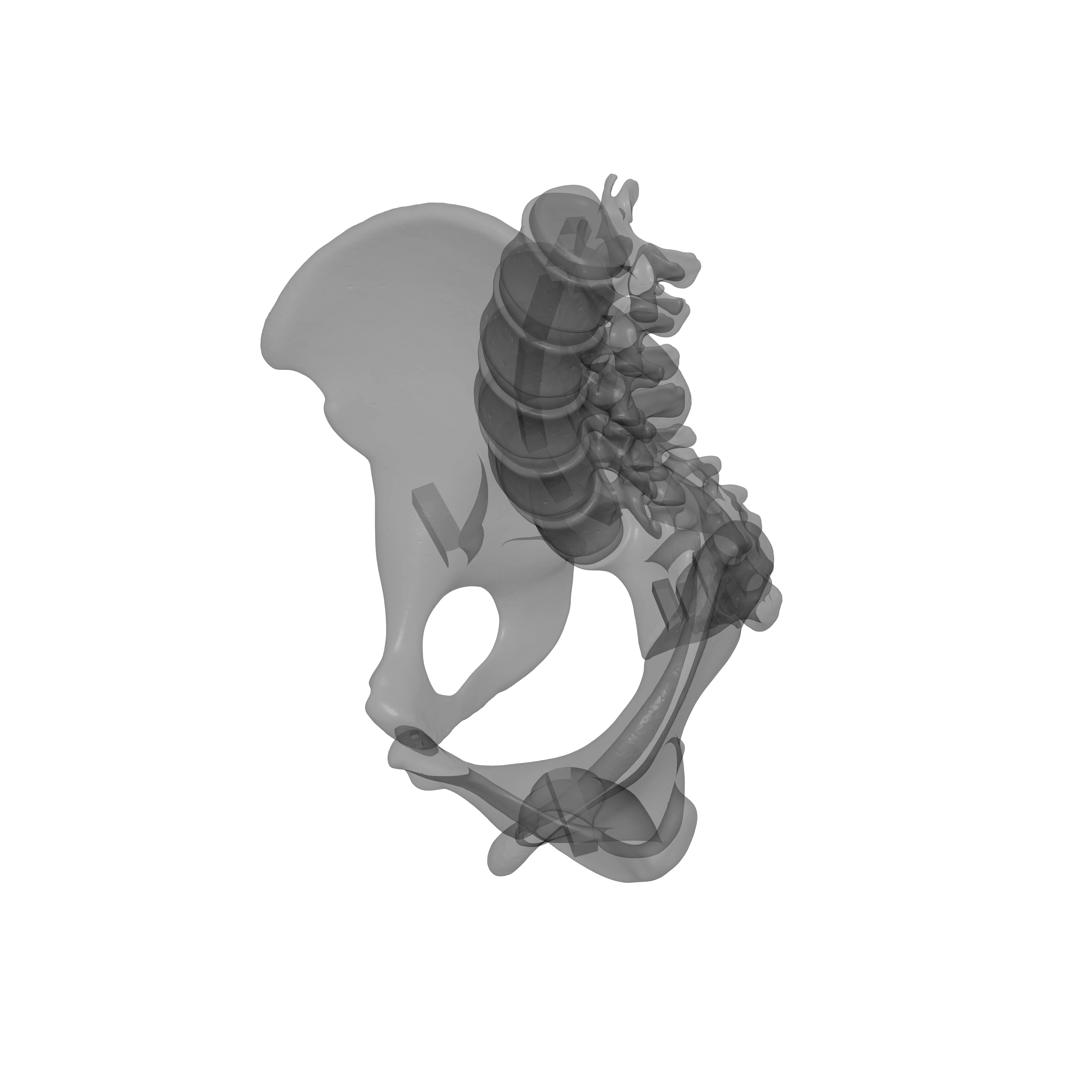 Lumbar Spine - Ilium 3D print model_16