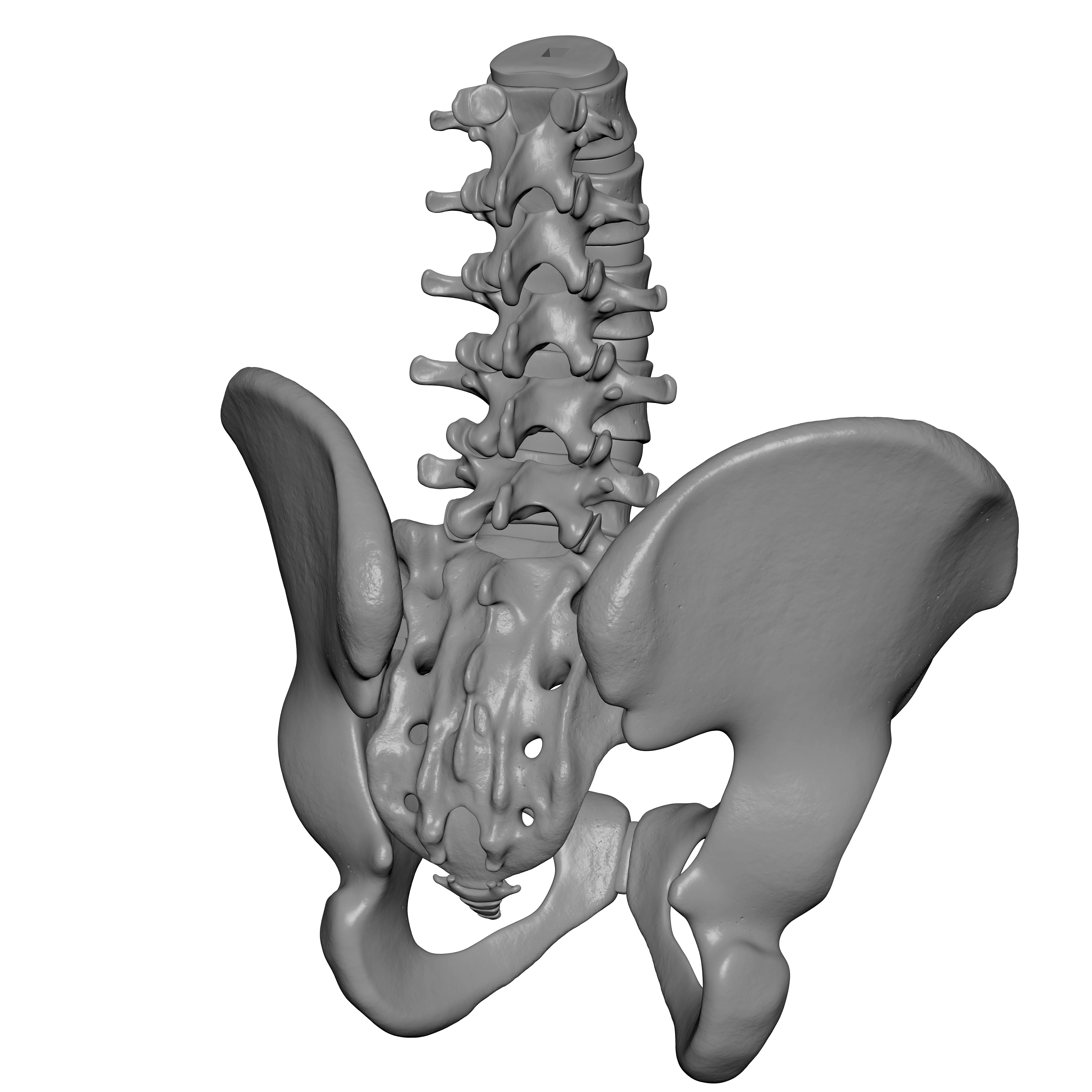 Lumbar Spine - Ilium 3D print model_11