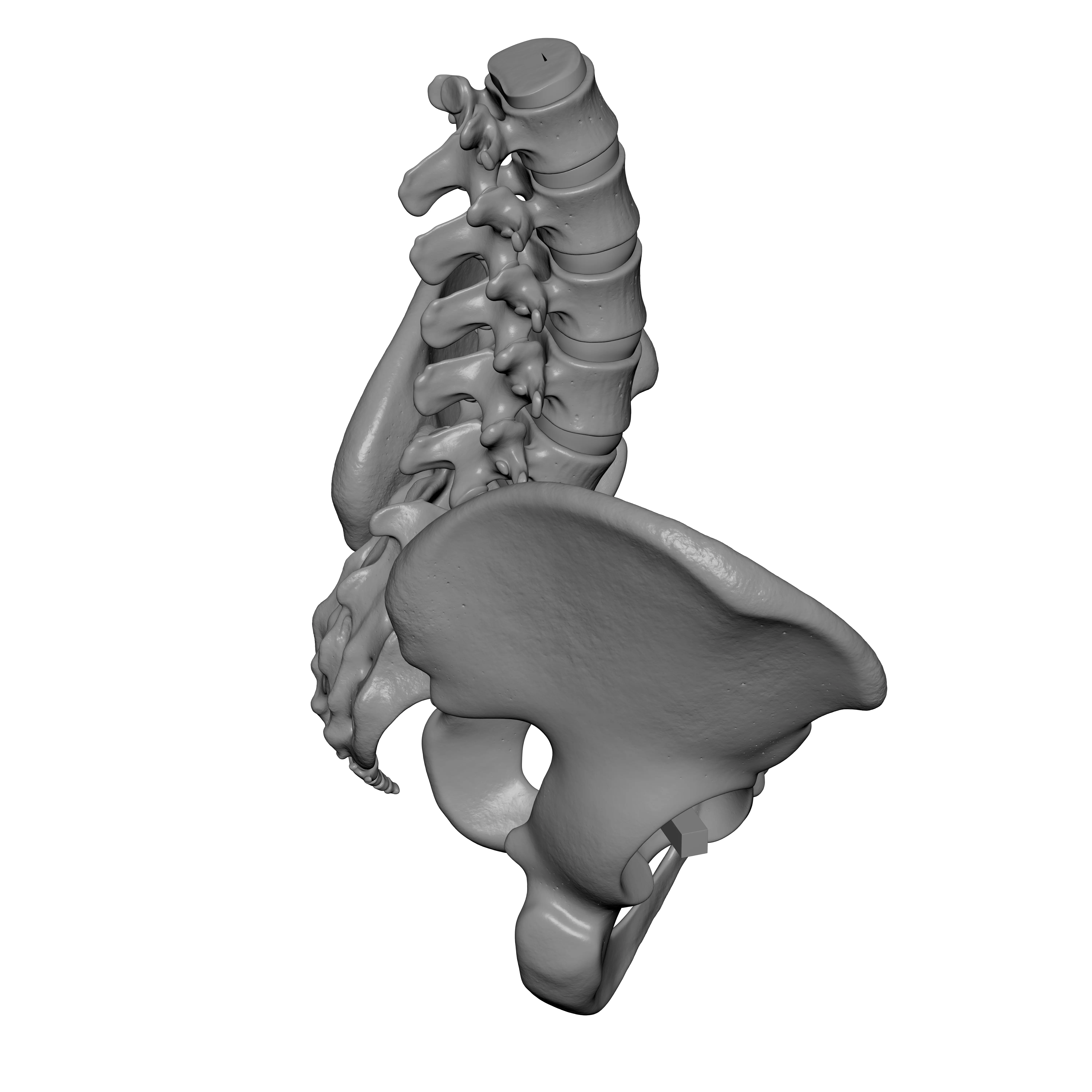 Lumbar Spine - Ilium 3D print model_6