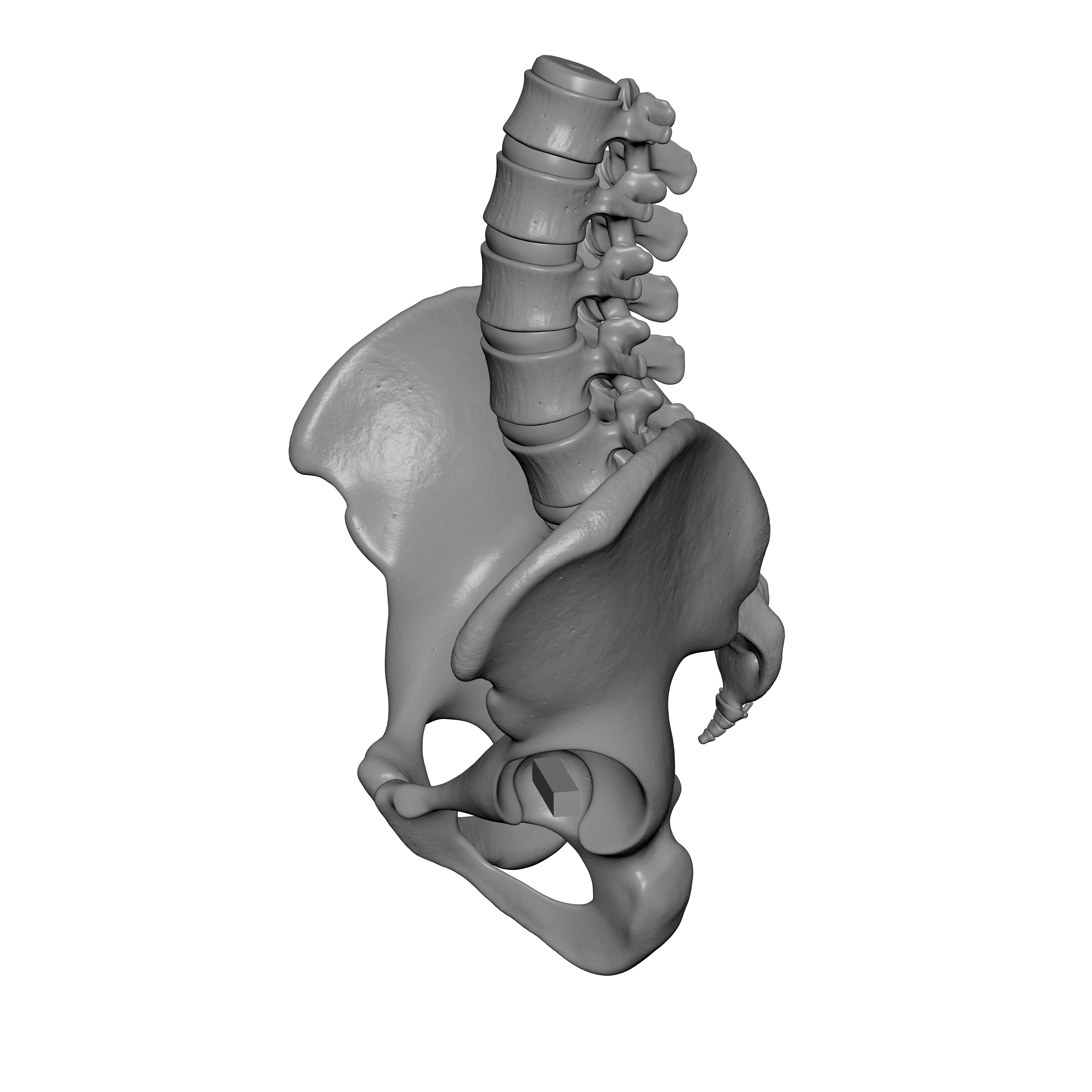 Lumbar Spine - Ilium 3D print model_2