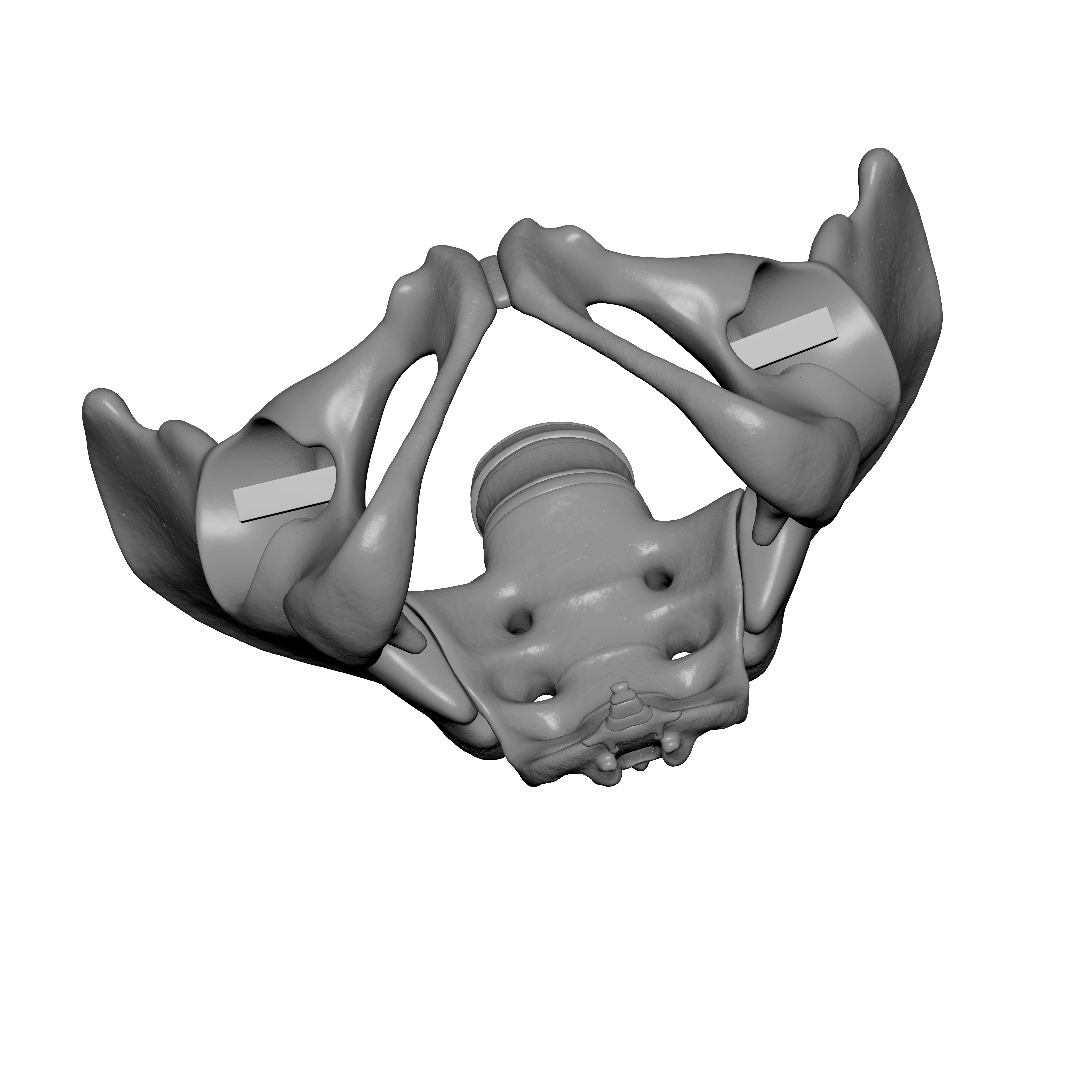 Lumbar Spine - Ilium 3D print model_7