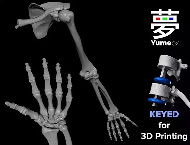 Lt Human Arm Bones - Hand - Scapula - Clavicle