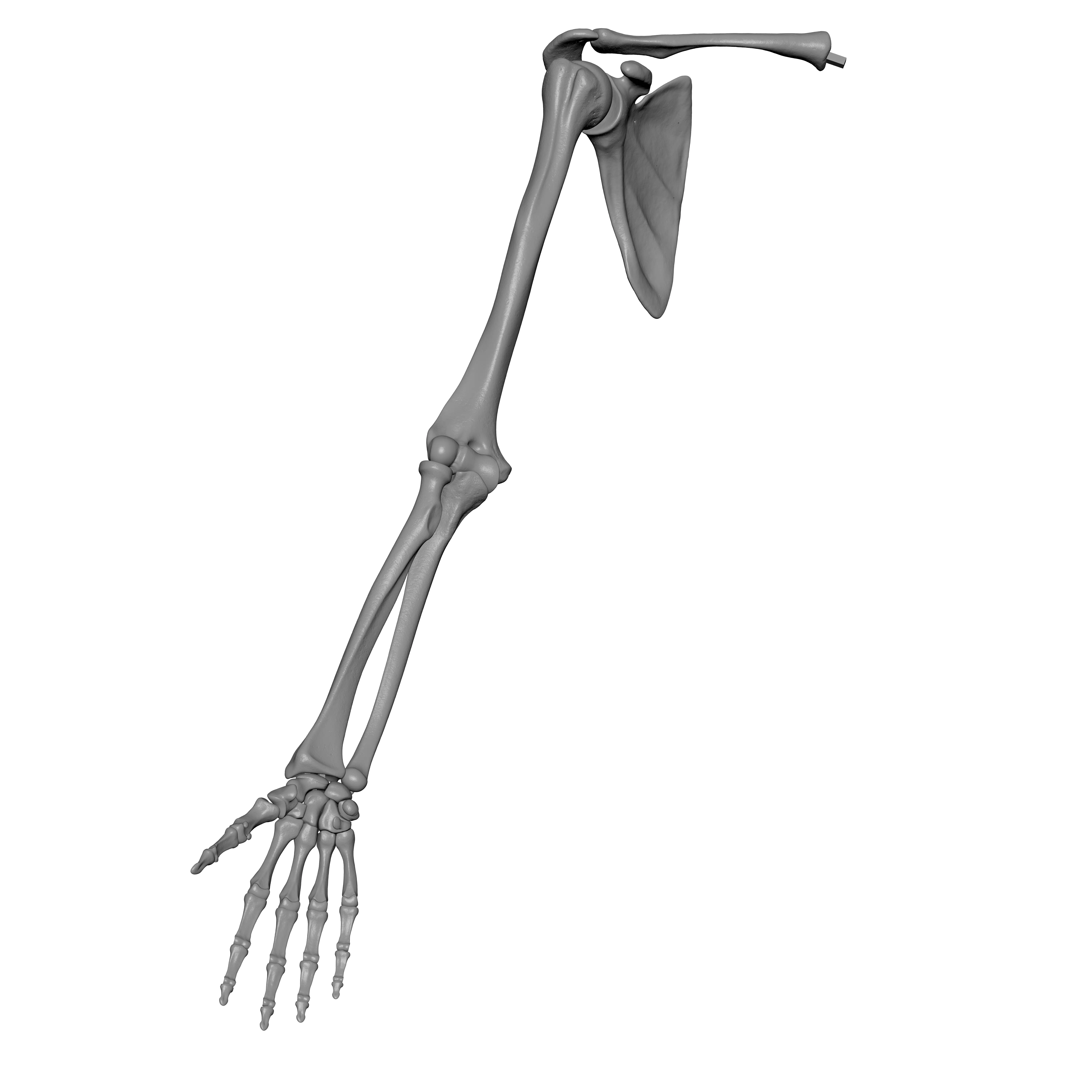 Rt Human Arm Bones - Hand - Scapula - Clavicle 3D print model_2