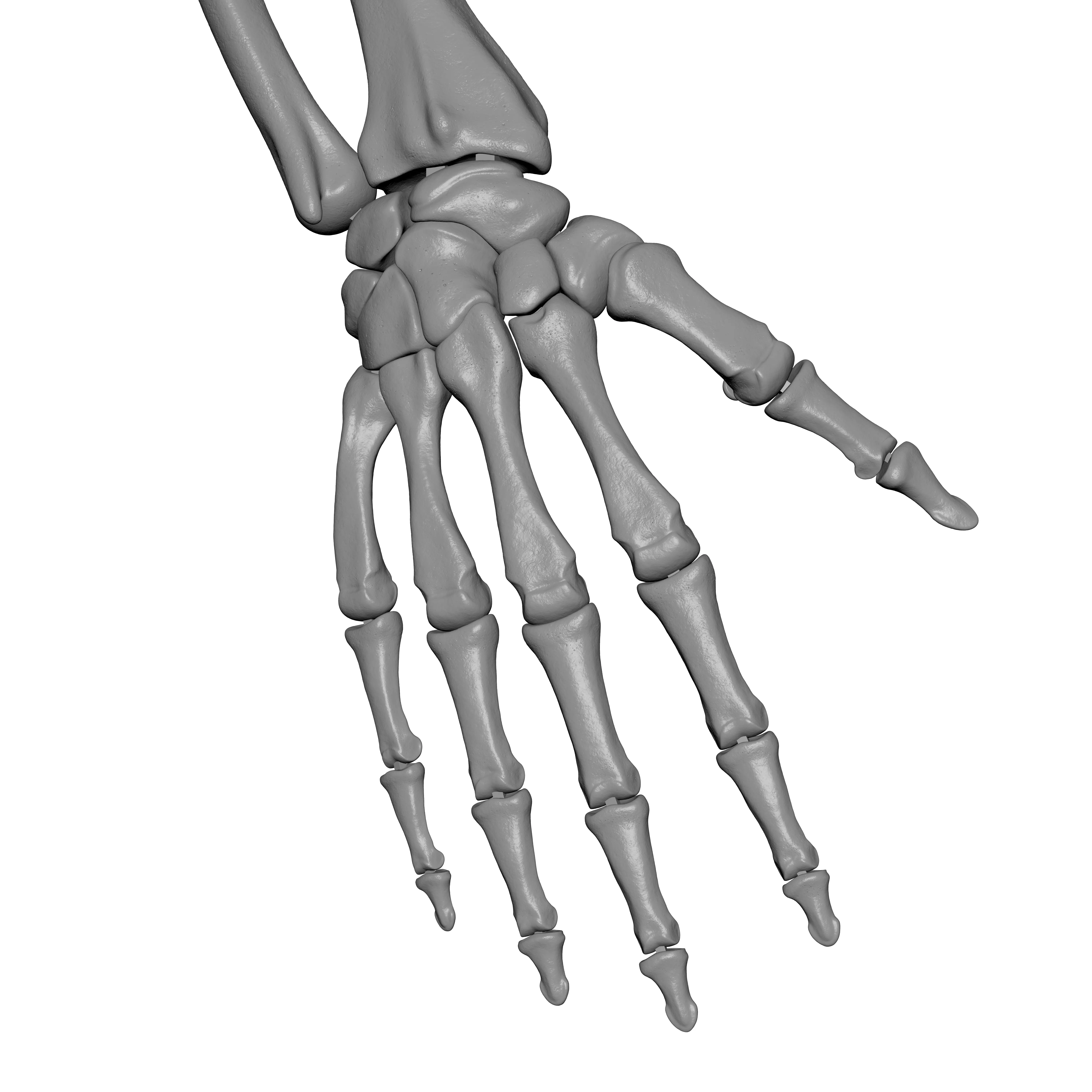 Rt Human Arm Bones - Hand - Scapula - Clavicle 3D print model_11