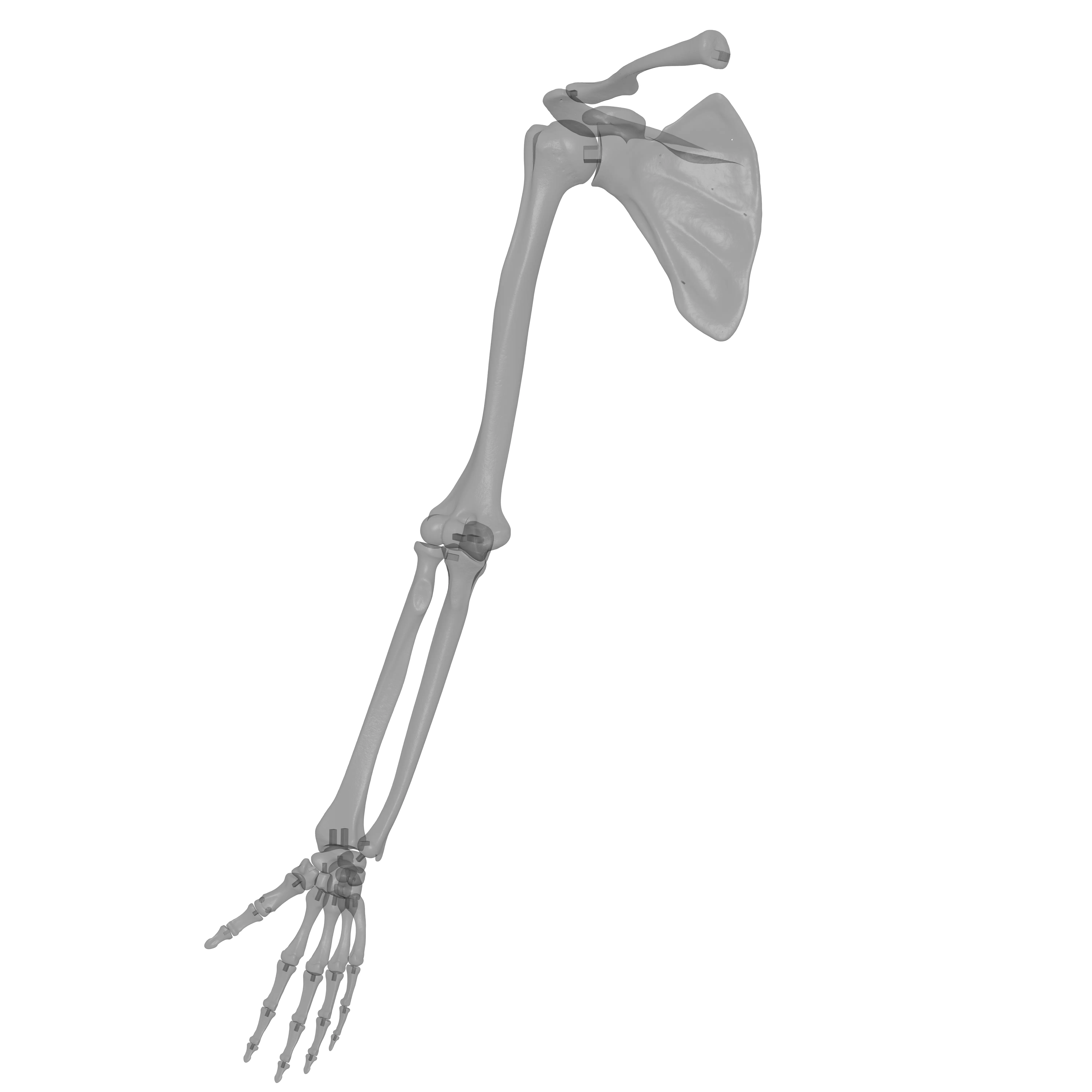 Rt Human Arm Bones - Hand - Scapula - Clavicle 3D print model_18