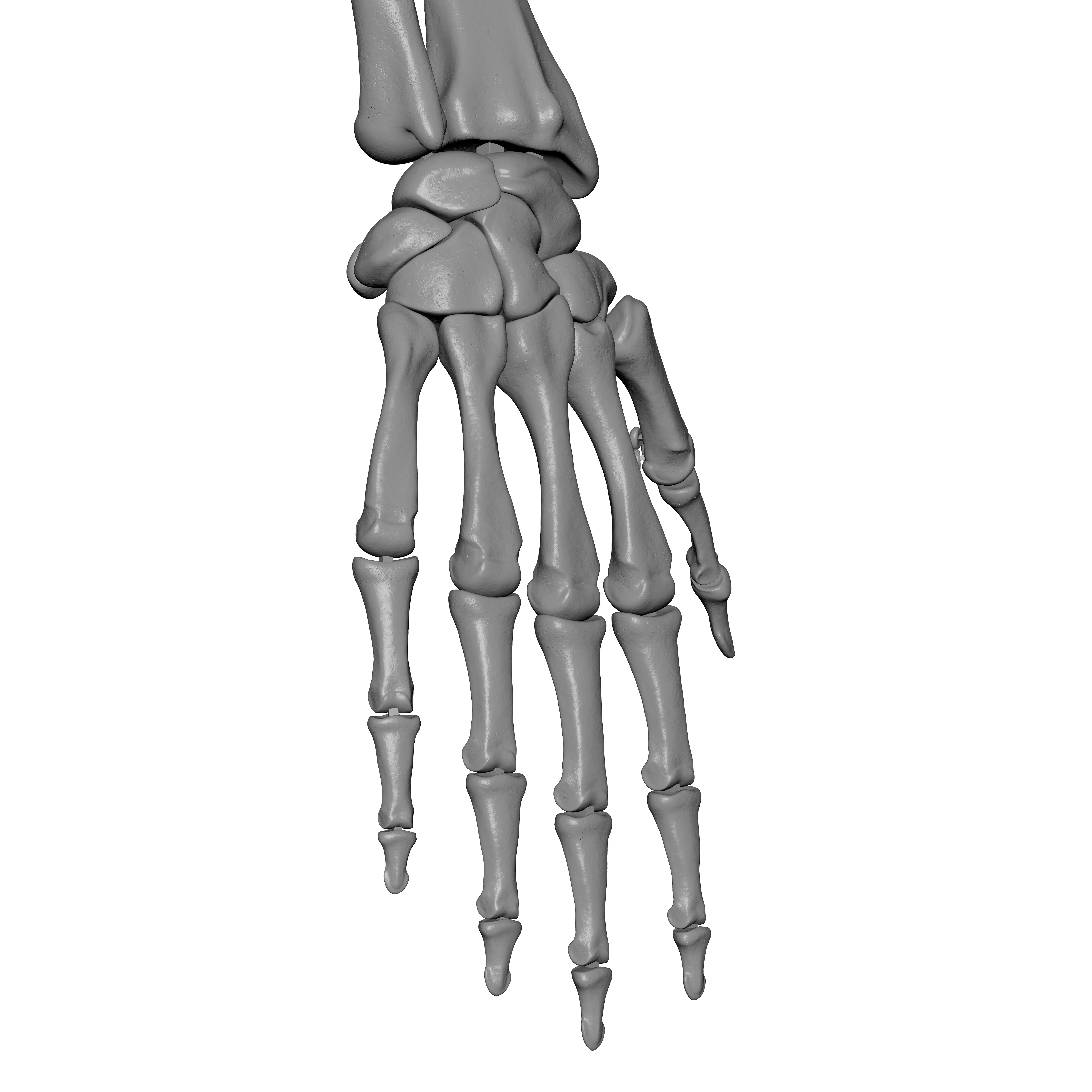 Rt Human Arm Bones - Hand - Scapula - Clavicle 3D print model_12