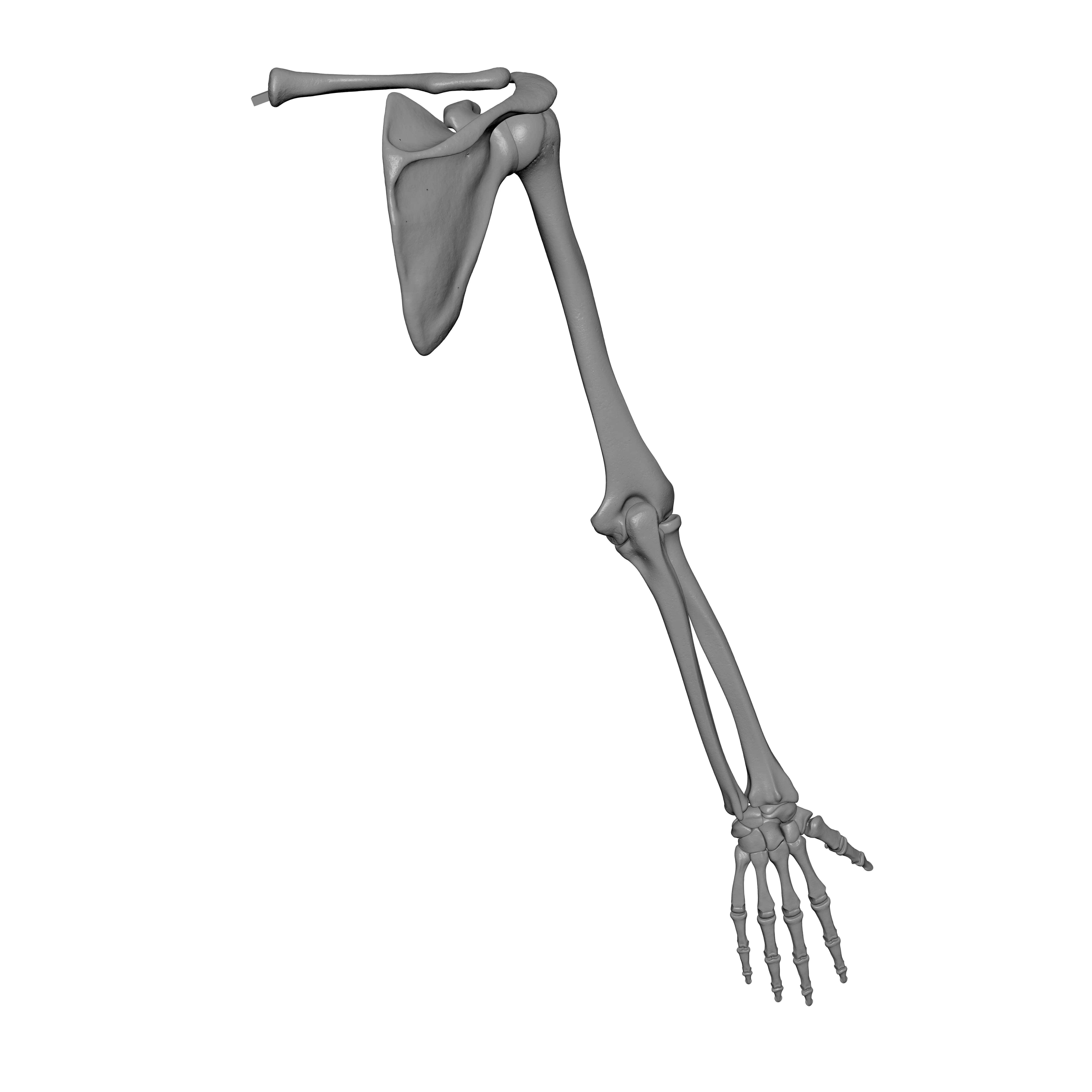 Rt Human Arm Bones - Hand - Scapula - Clavicle 3D print model_6