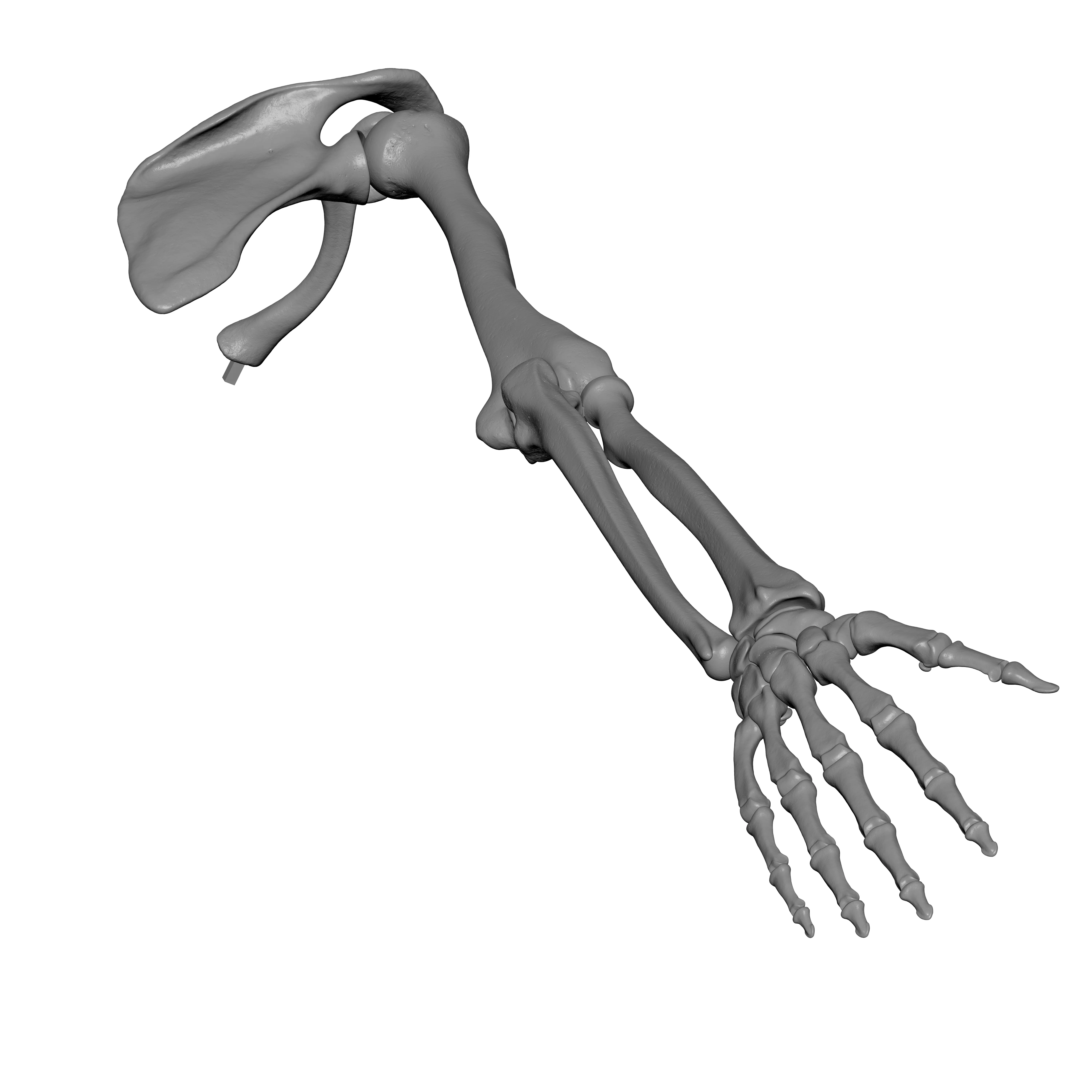 Rt Human Arm Bones - Hand - Scapula - Clavicle 3D print model_9