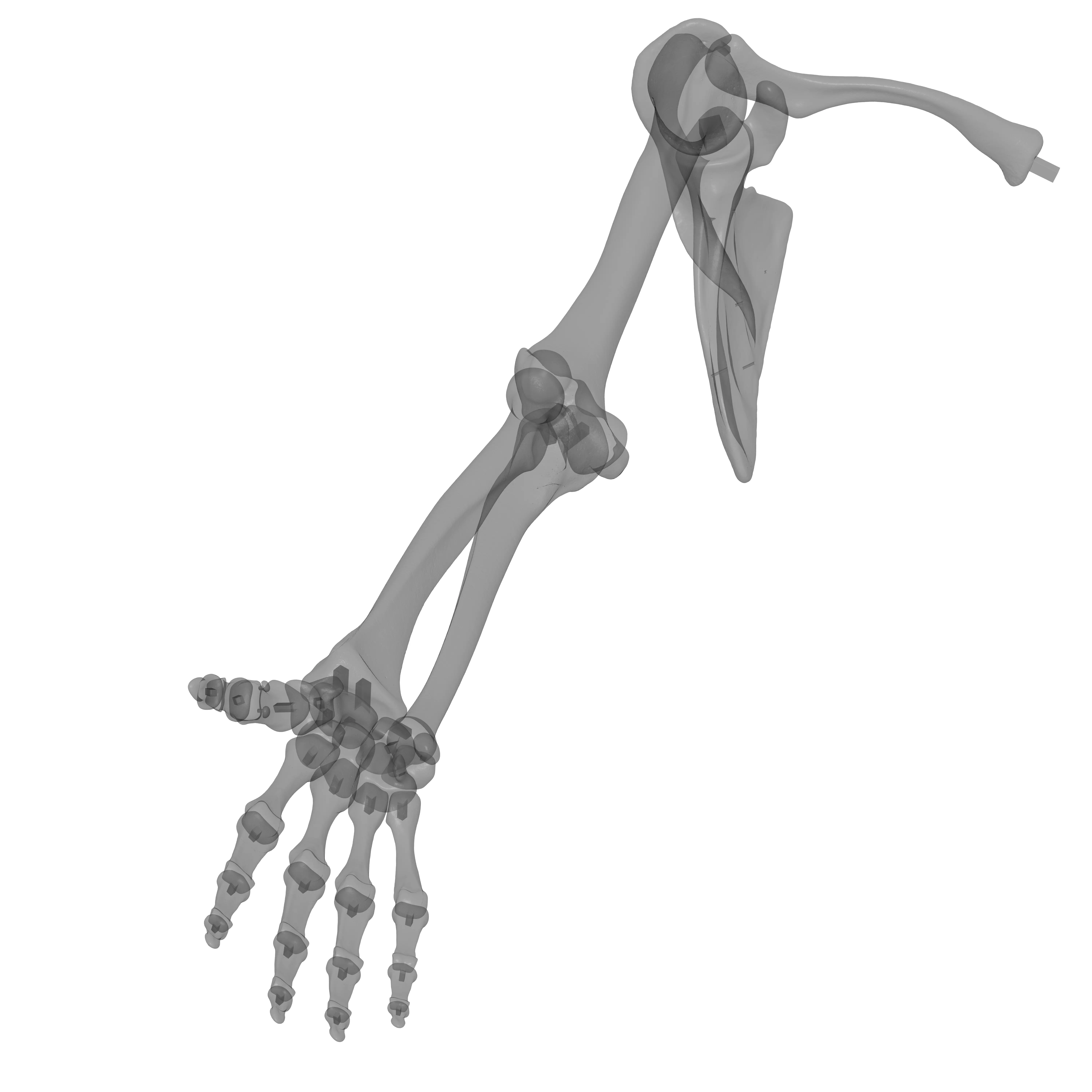 Rt Human Arm Bones - Hand - Scapula - Clavicle 3D print model_23